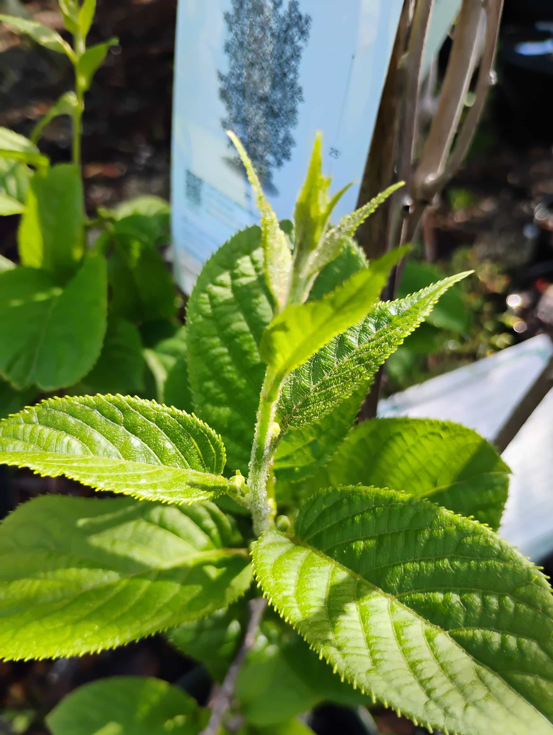 Kiwi Vine (Actinidia deliciosa), Vine
