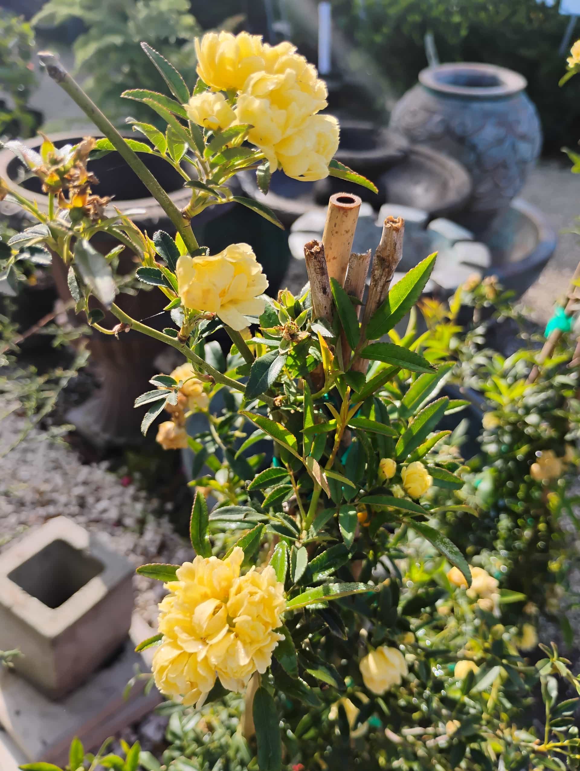 Lady Banks Rose (Rosa banksiae), Vine