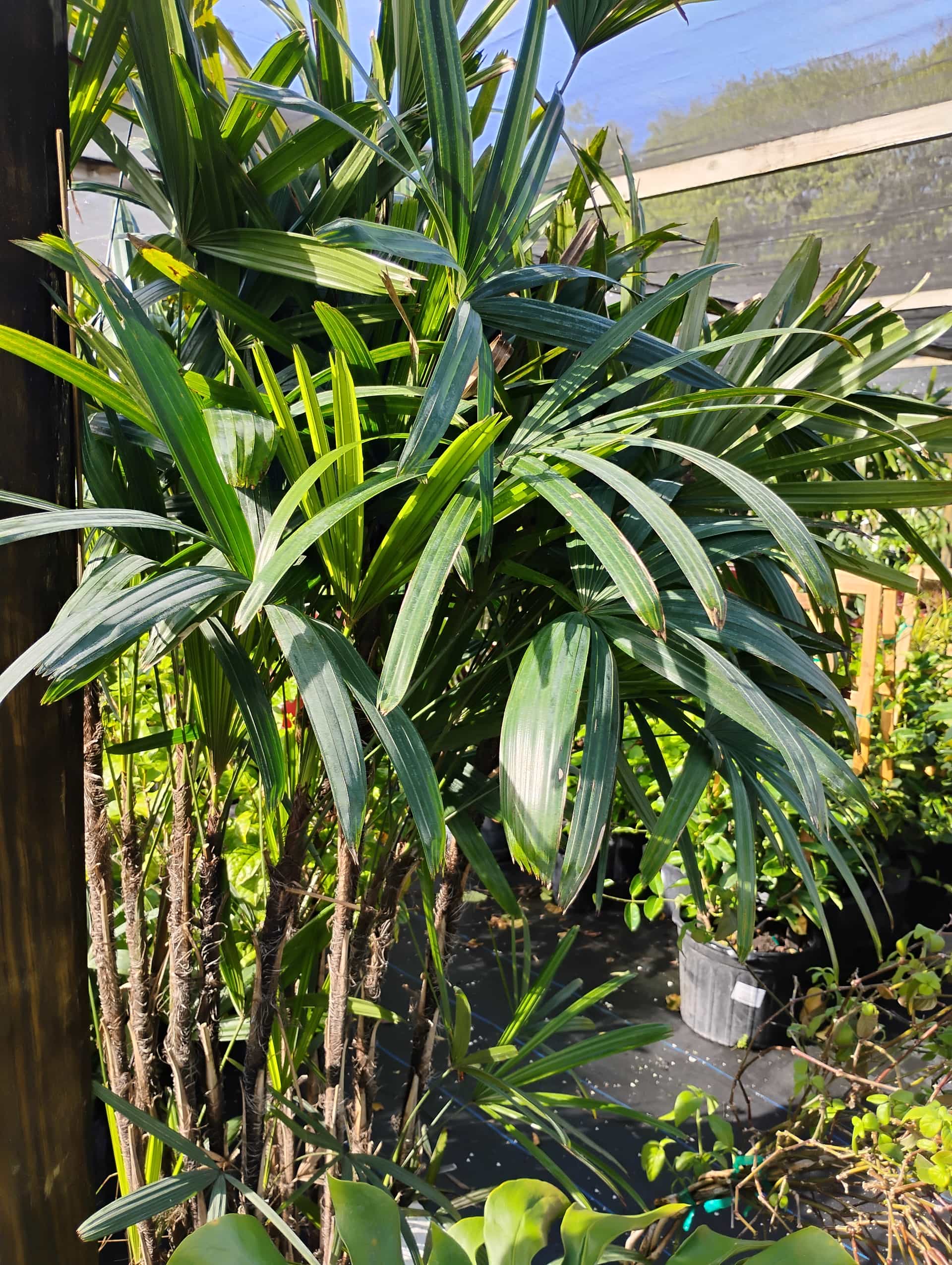 Lady Palm (Rhapis excelsa), Palm