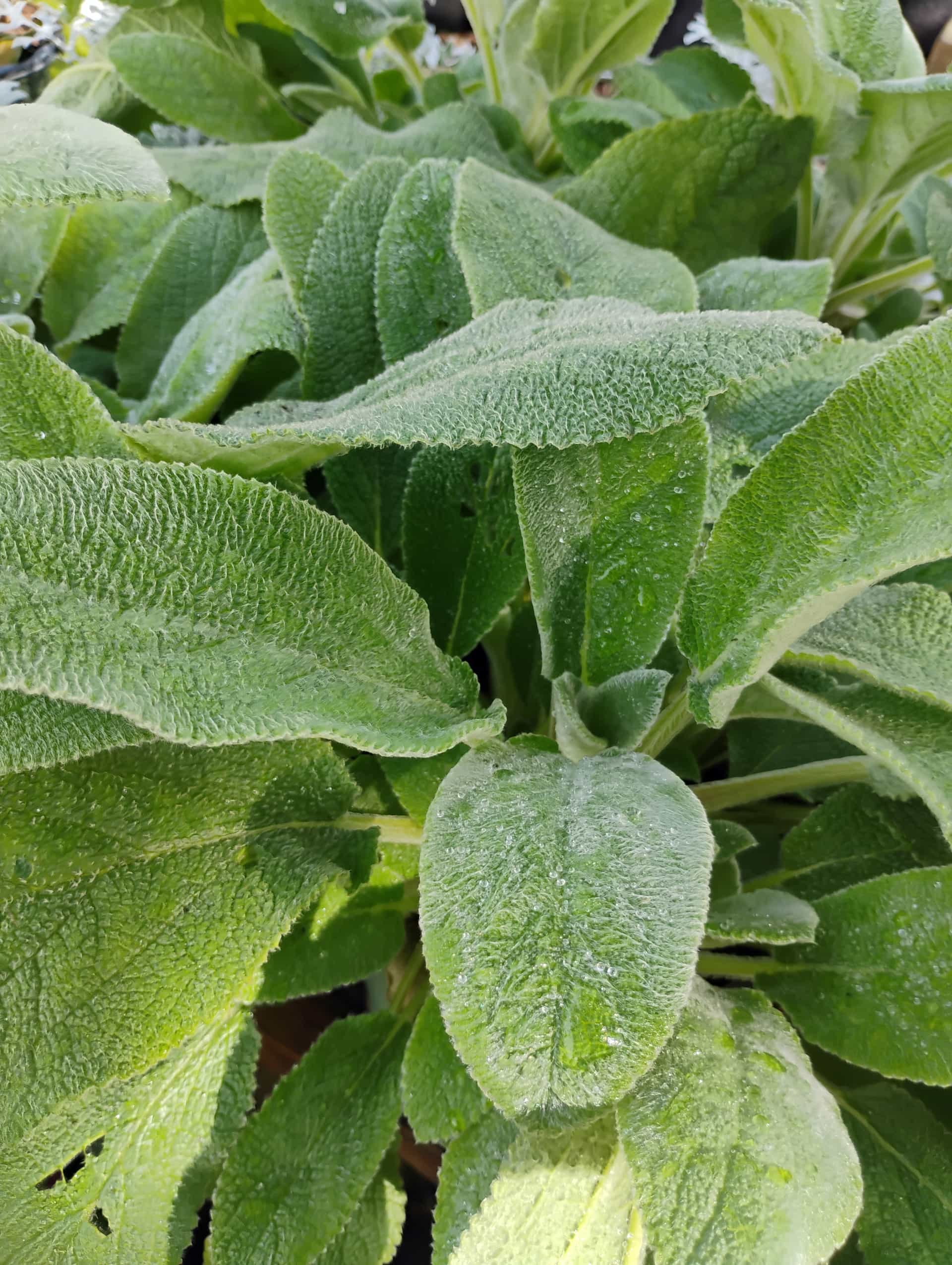 Lamb's Ear (Stachys byzantina), Groundcover