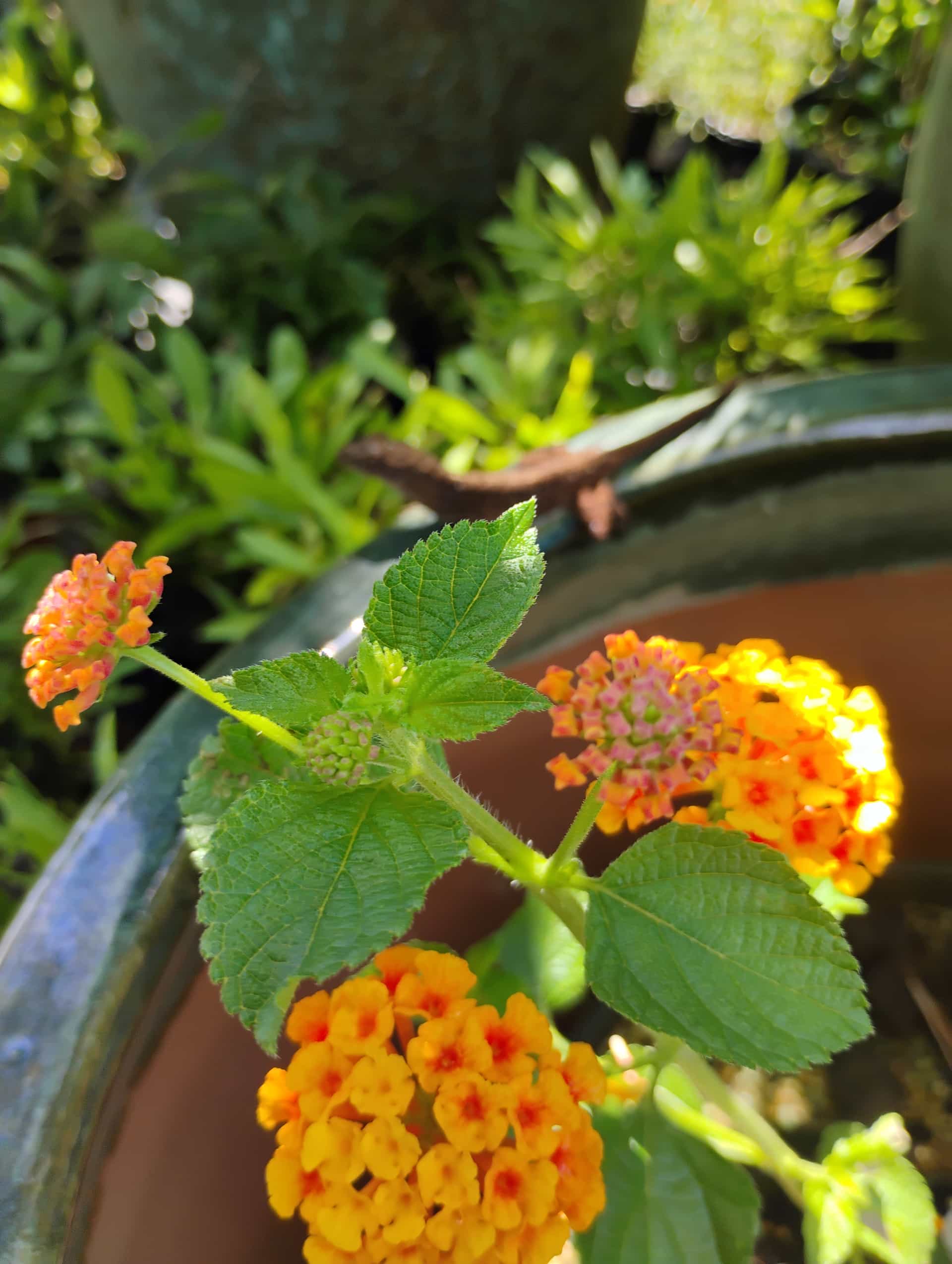 Lantana (Lantana camara), Perennial