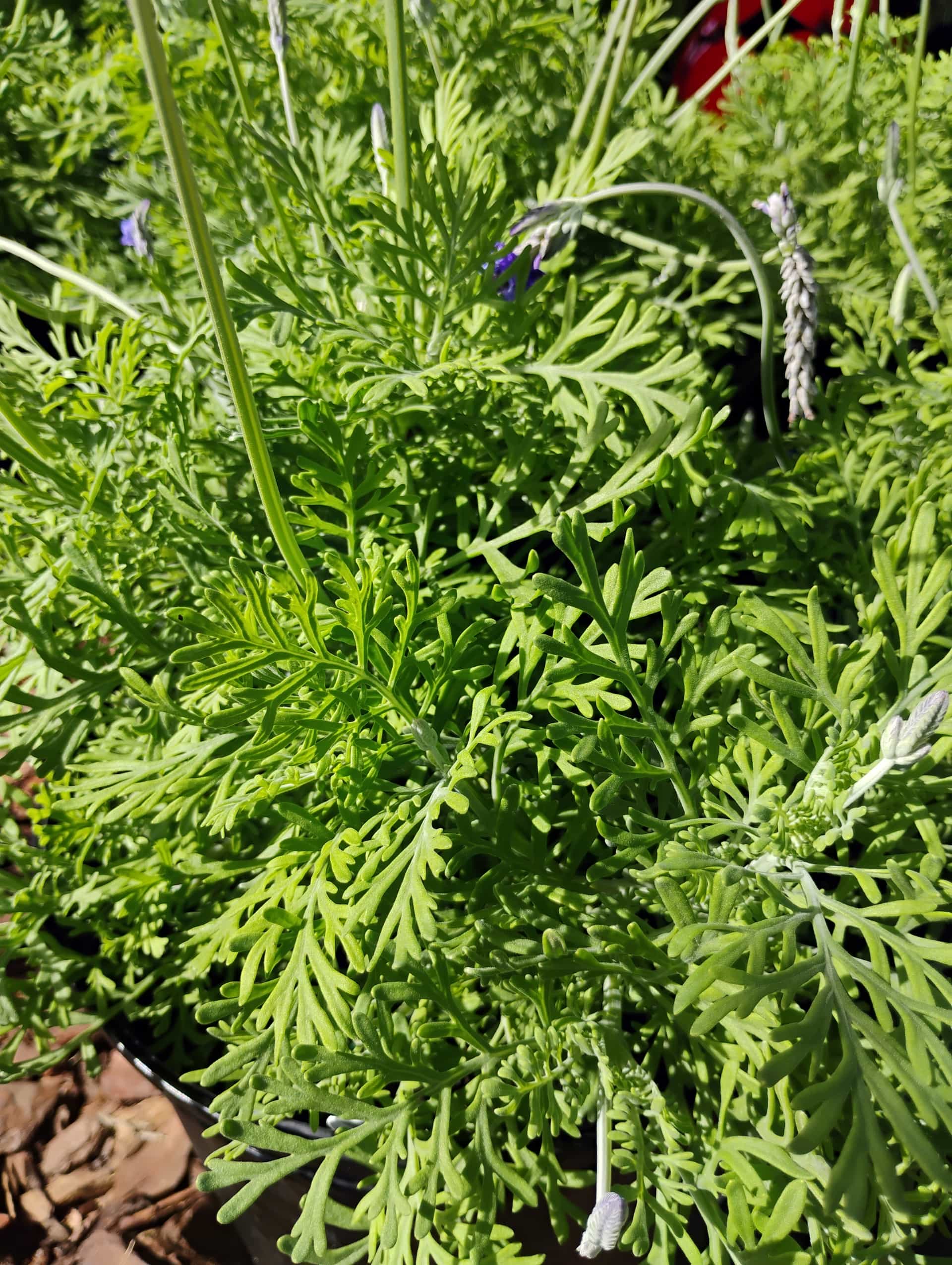 Lavender (Lavandula), Perennial