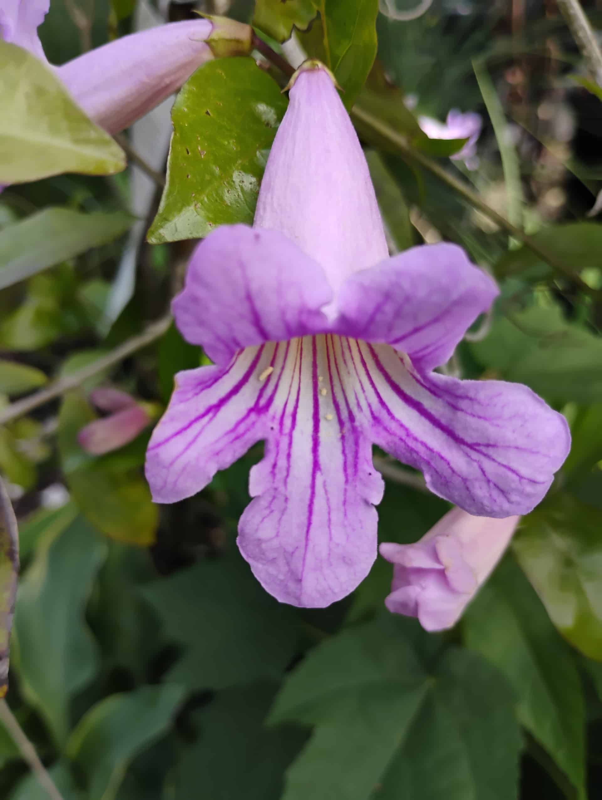Lavender Trumpet Vine (Clytostoma callistegioides), Vine