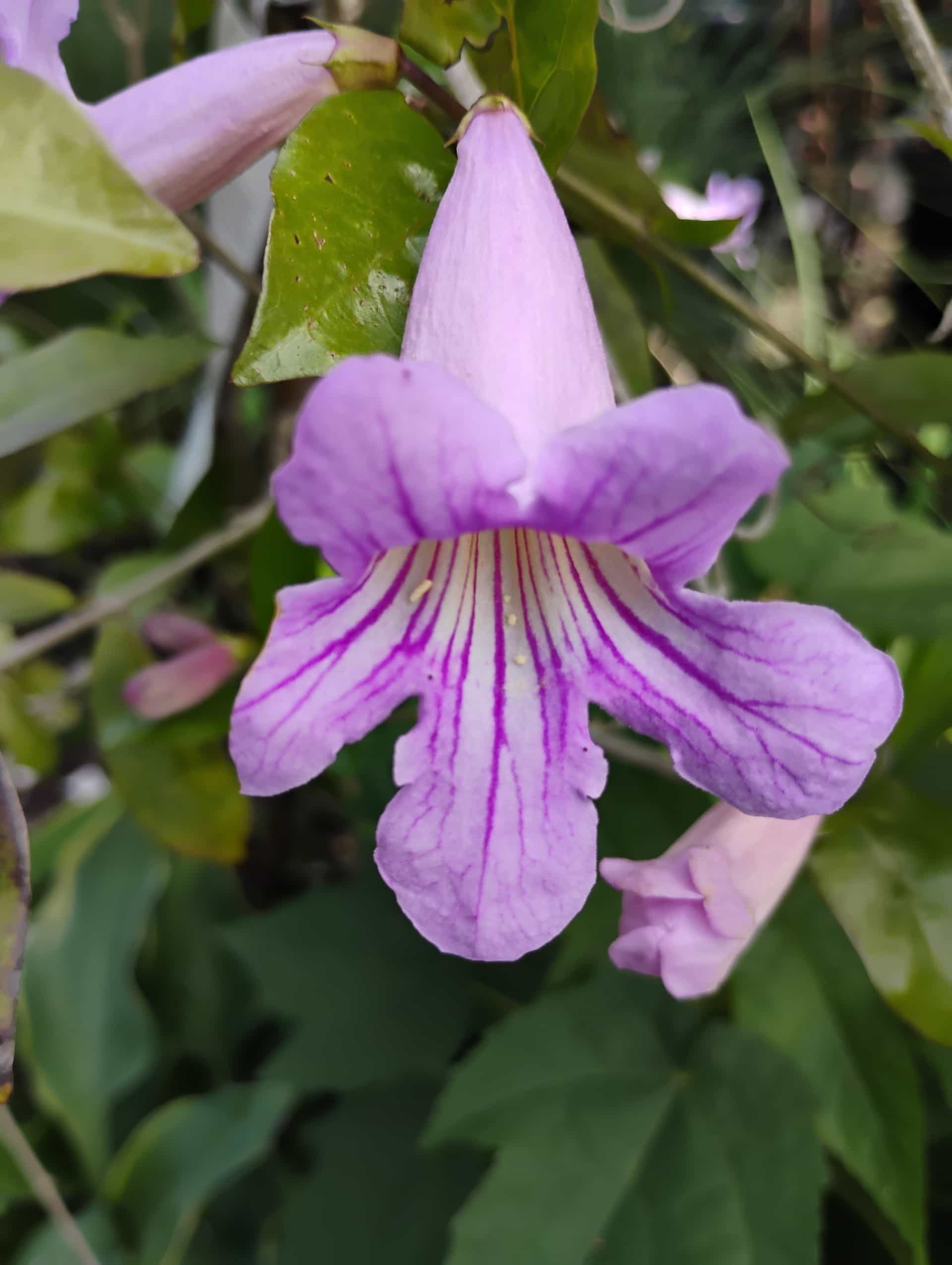 Lavender Trumpet Vine (Clytostoma callistegioides), Vine