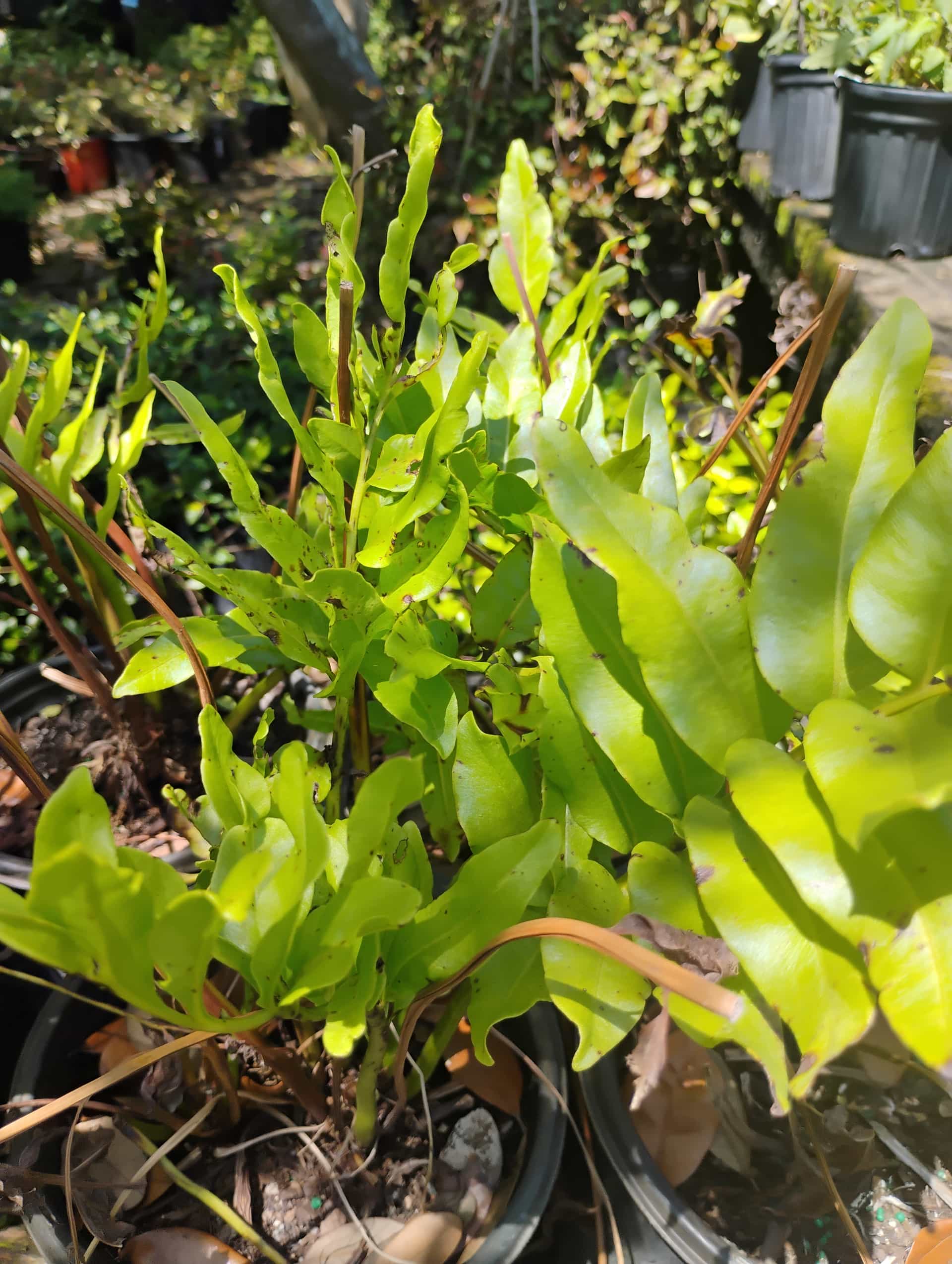 Giant Leather Fern (Acrostichum danaeifolium), Fern