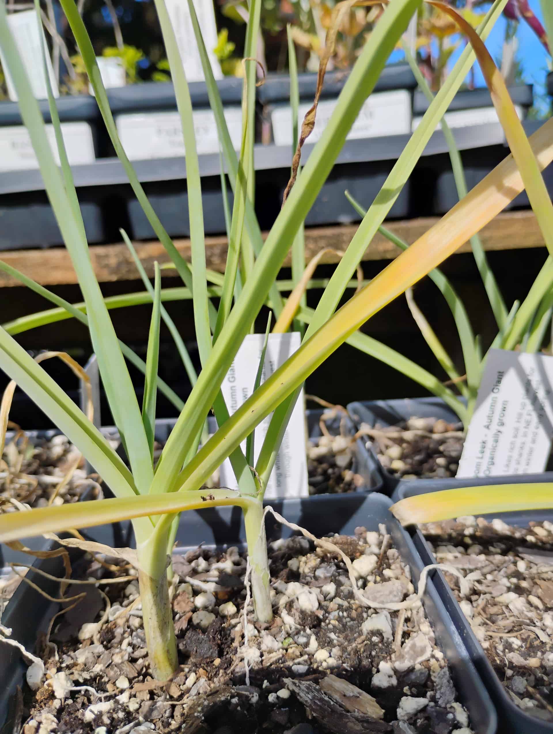 Wild Leek (Allium ampeloprasum), Annual