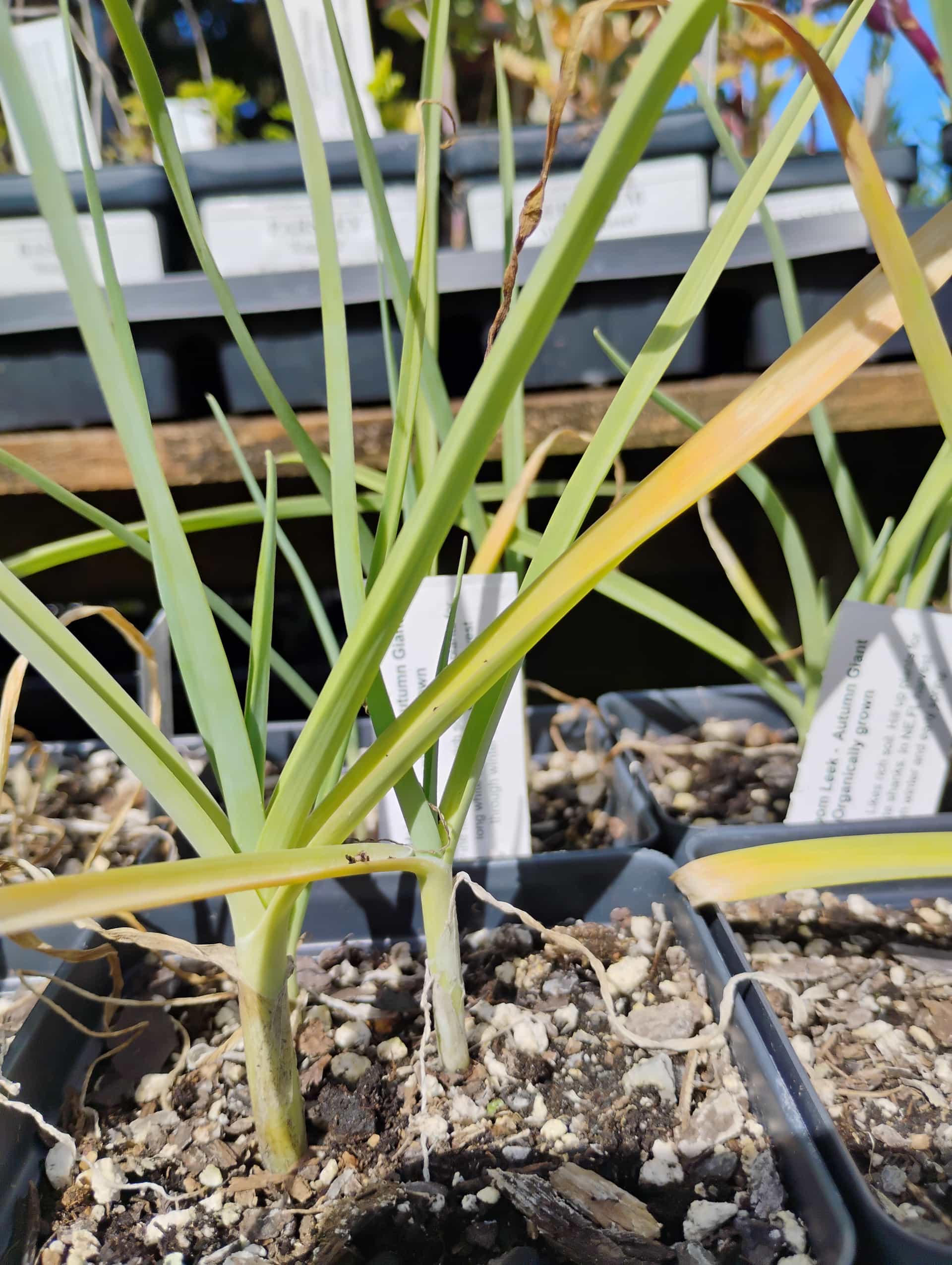 Wild Leek (Allium ampeloprasum), Annual