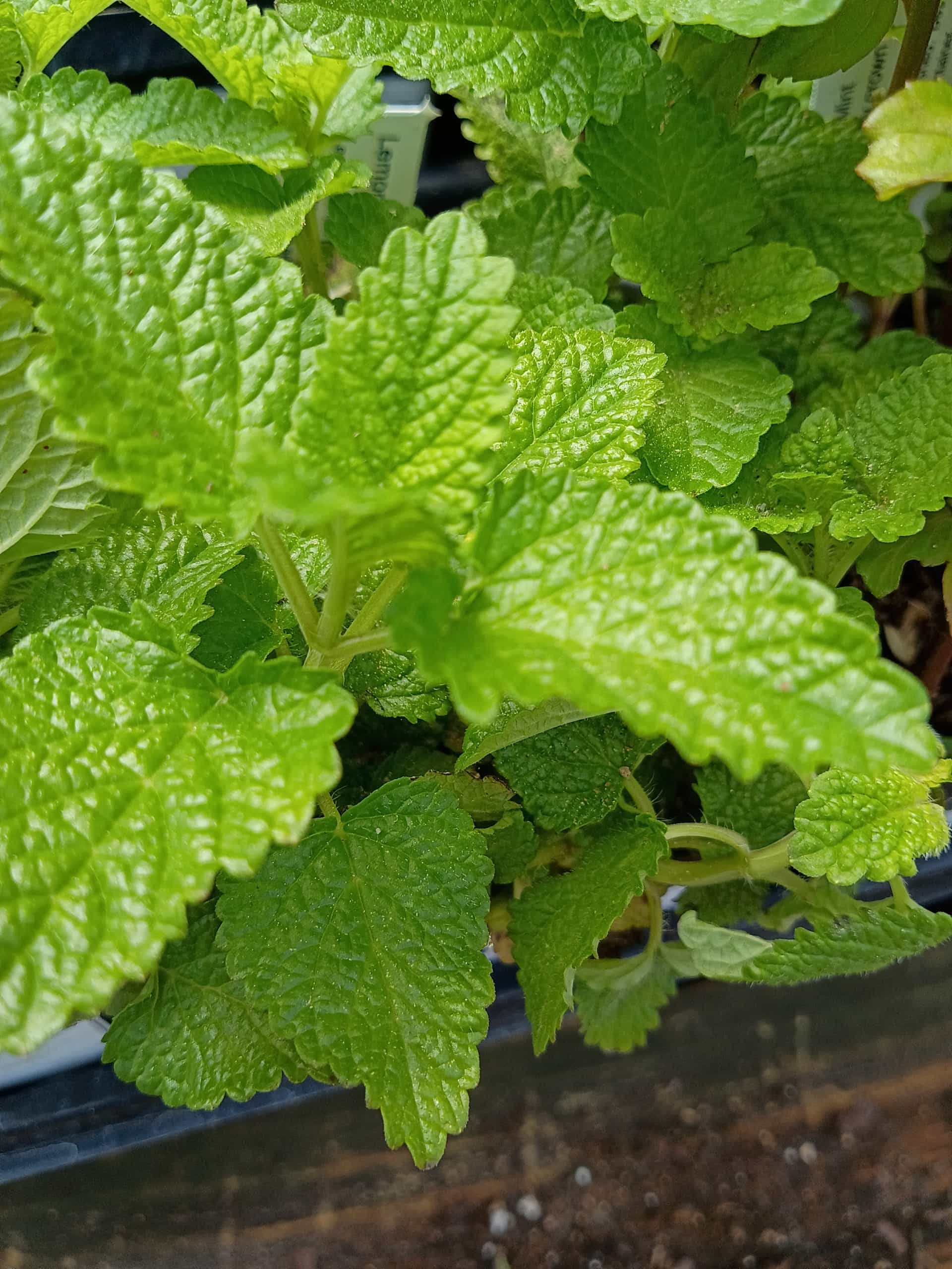 Lemon Balm (Melissa officinalis), Herb