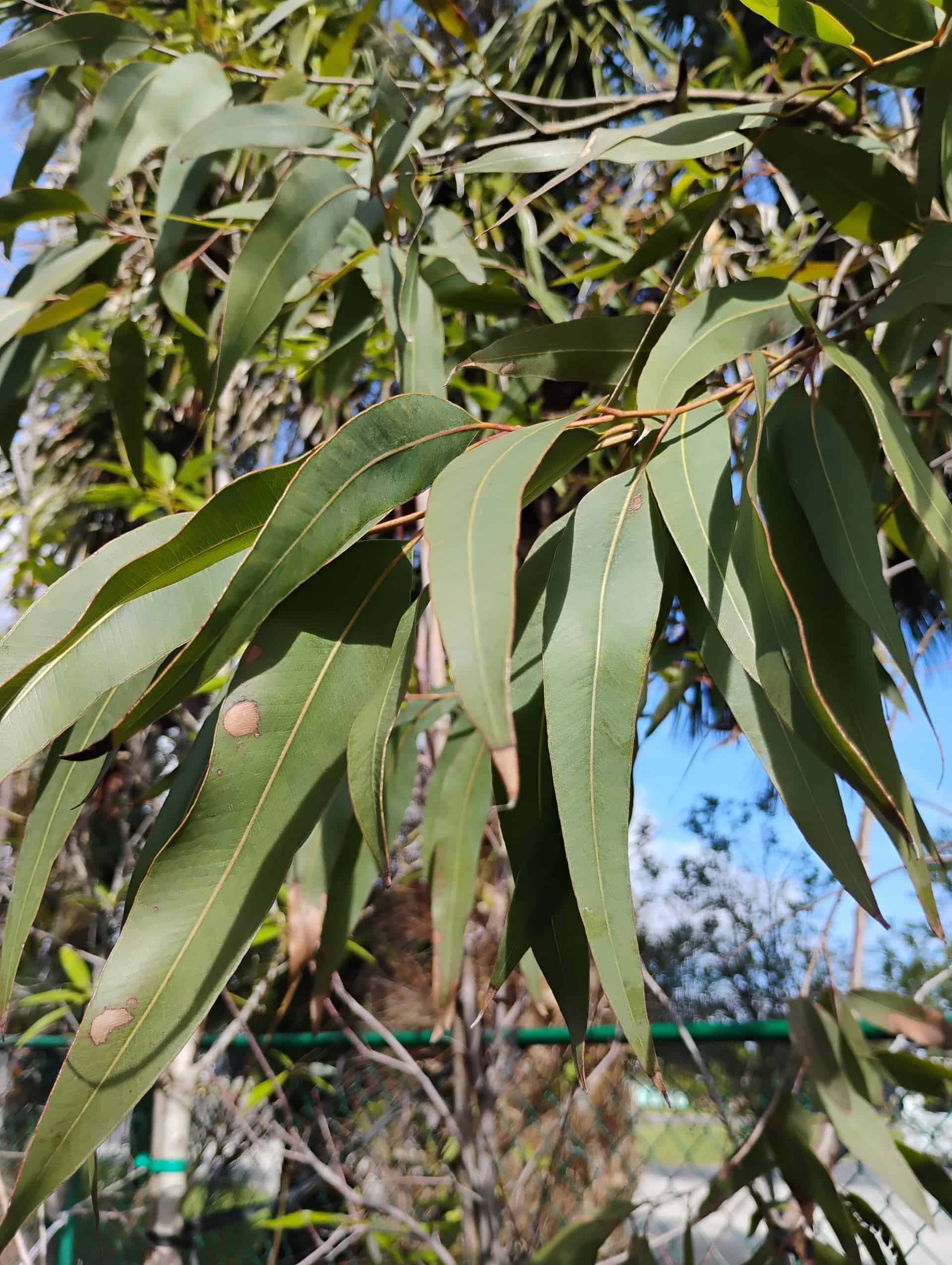 Lemon Eucalyptus (Corymbia citriodora), Evergreen Tree