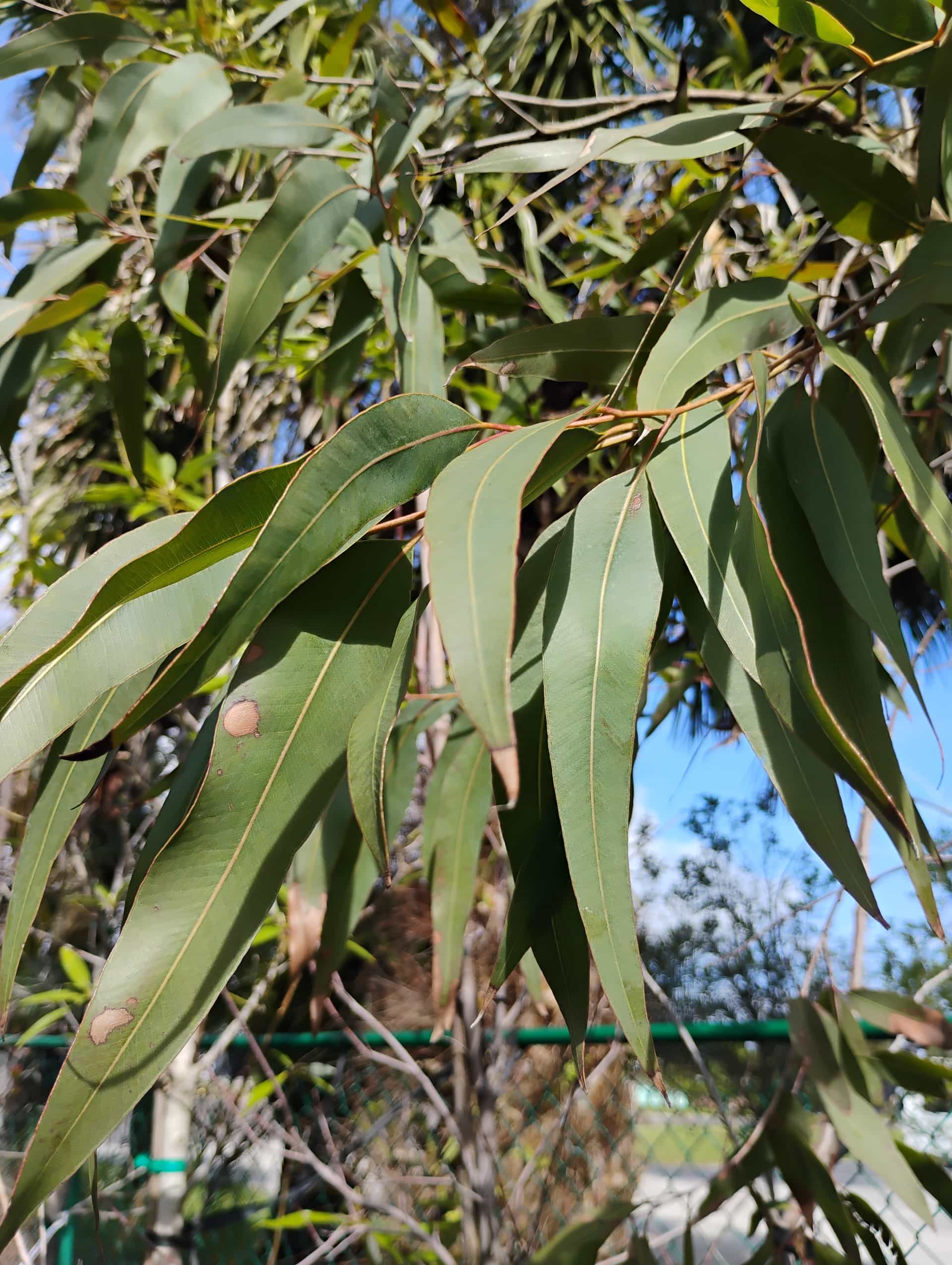 Lemon Eucalyptus (Corymbia citriodora), Evergreen Tree
