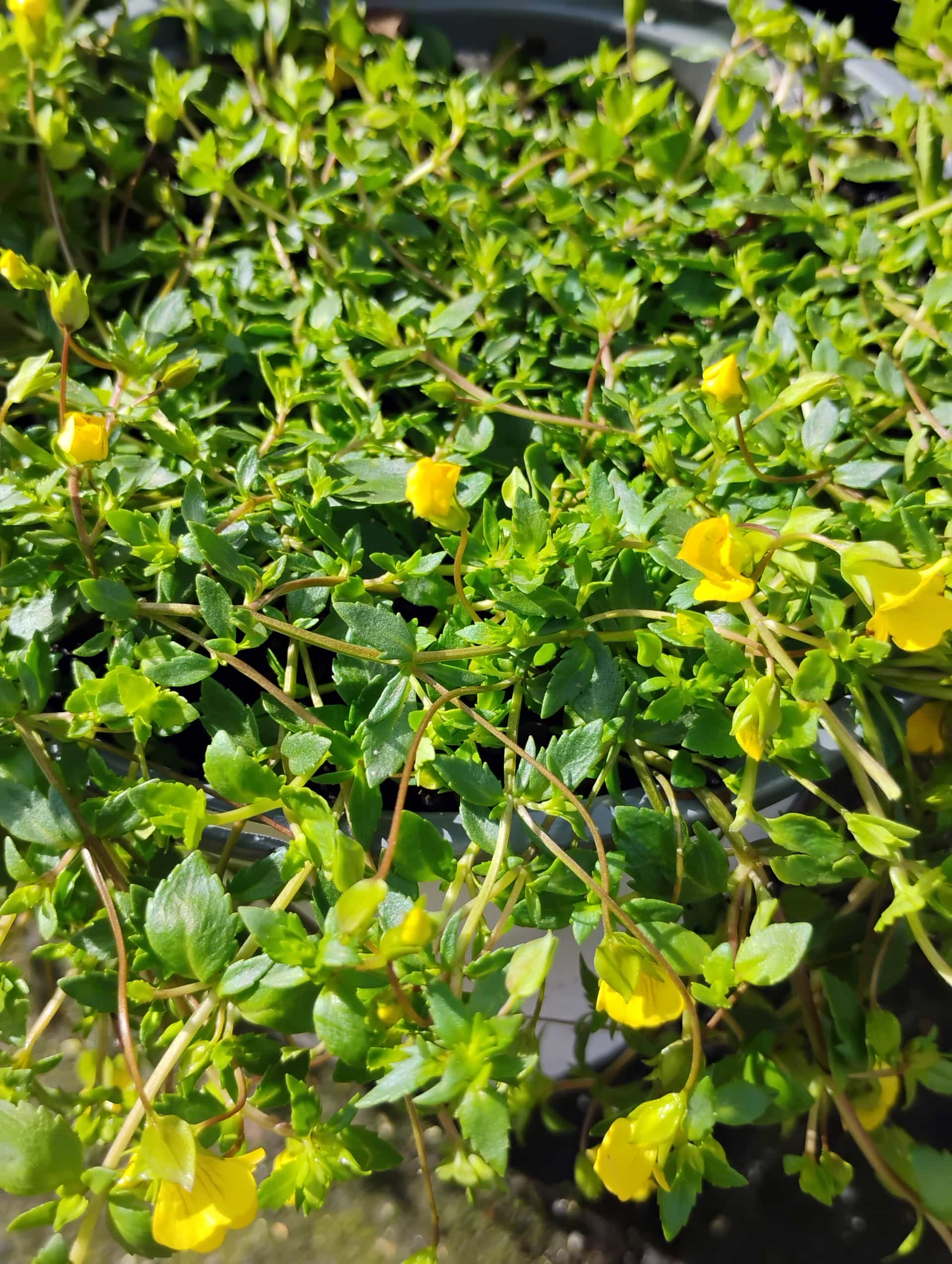 Lemon Verbena (Aloysia triphylla), Herb