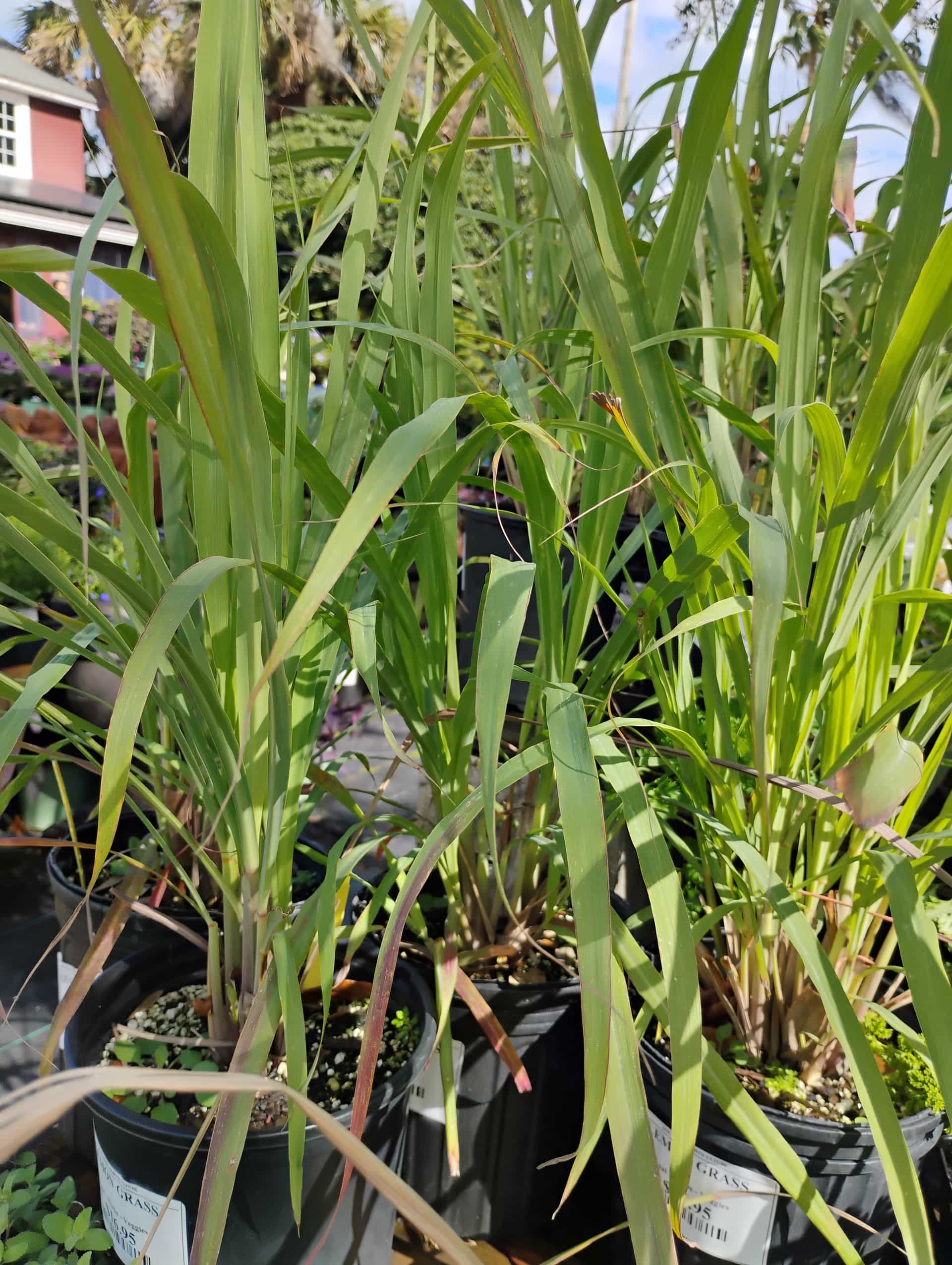 Lemongrass (Cymbopogon citratus), Herb