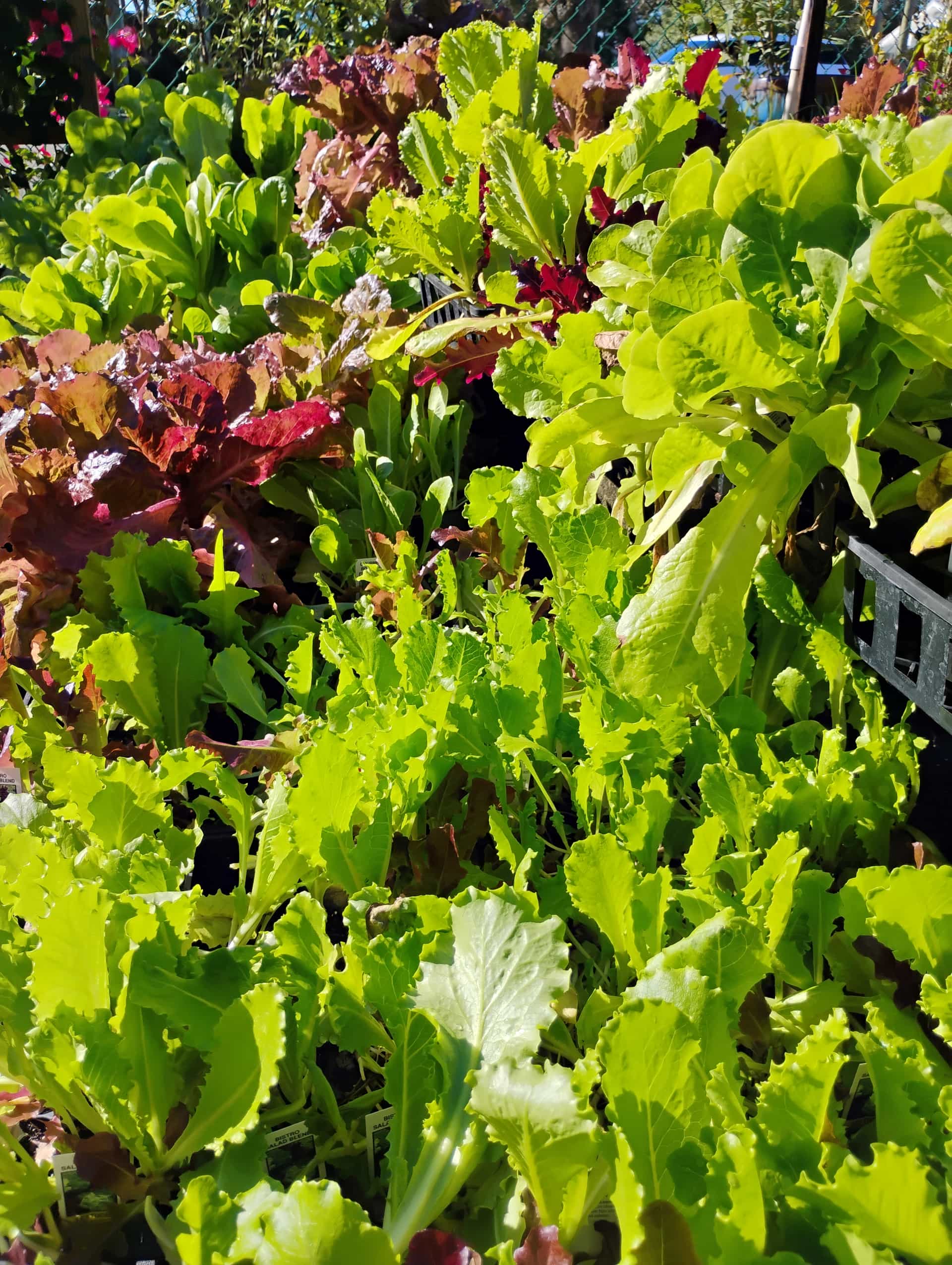 Lettuce (Lactuca sativa), Annual