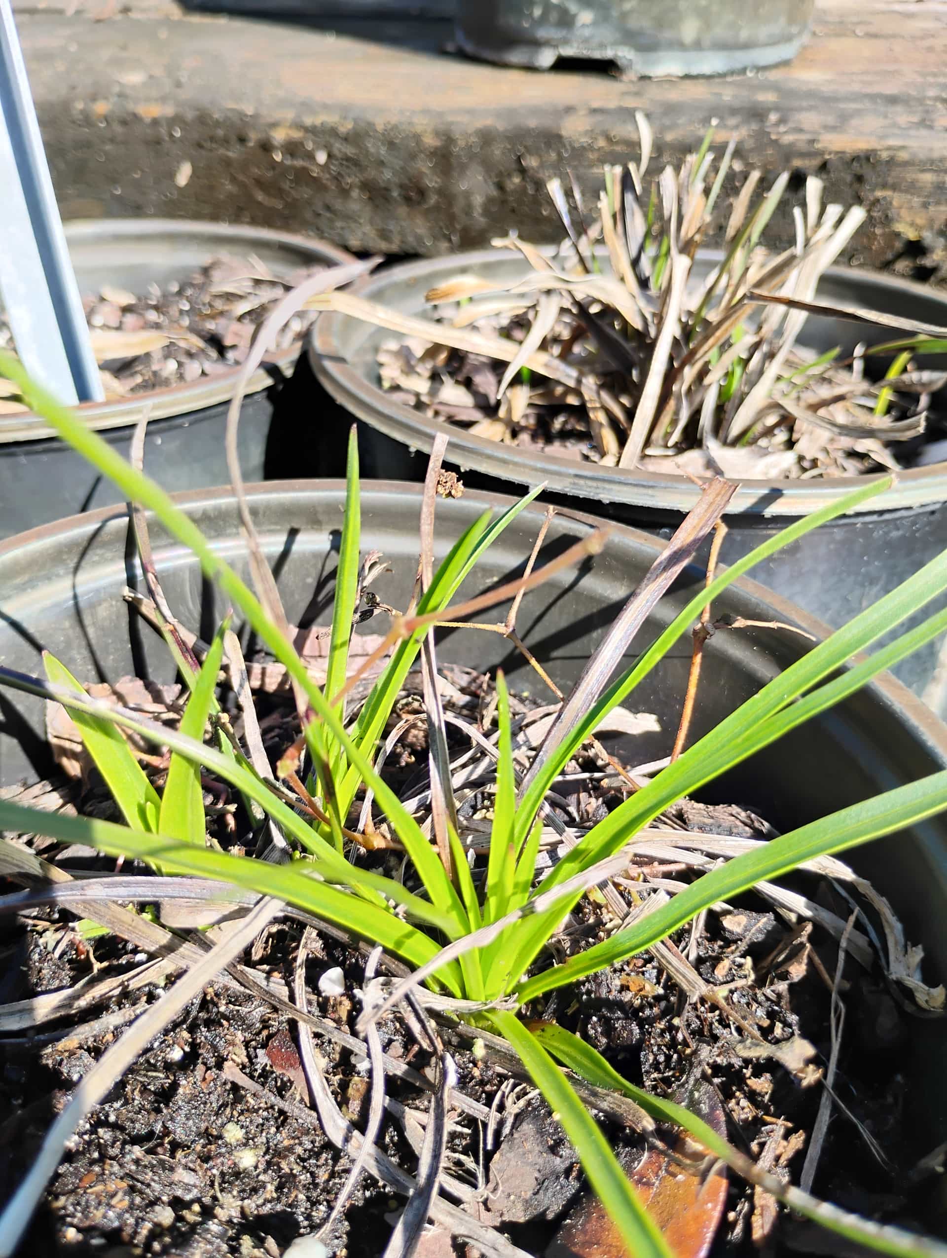 Blazing Star (Liatris spicata), Perennial