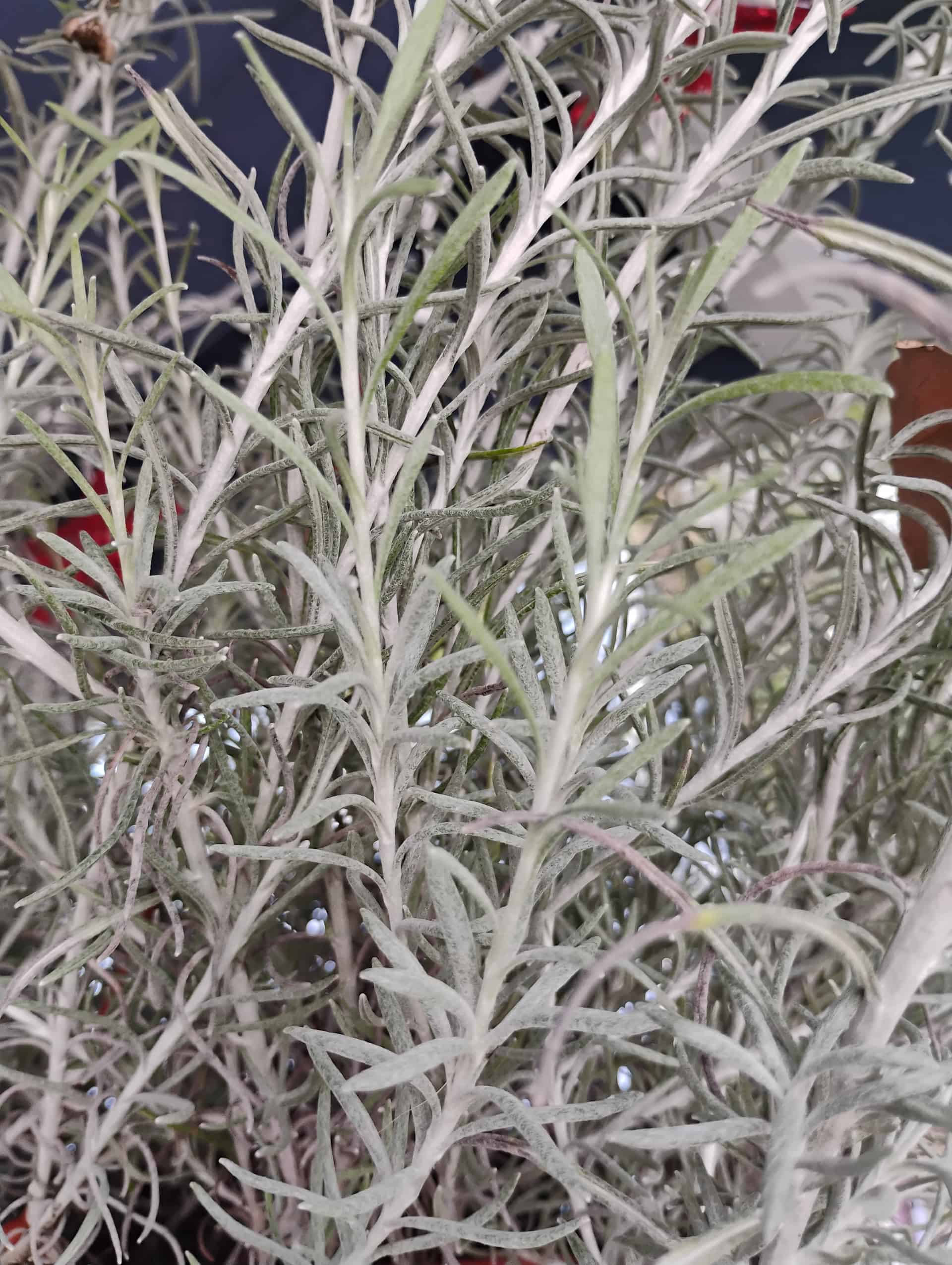 Licorice Plant (Helichrysum petiolare), Perennial