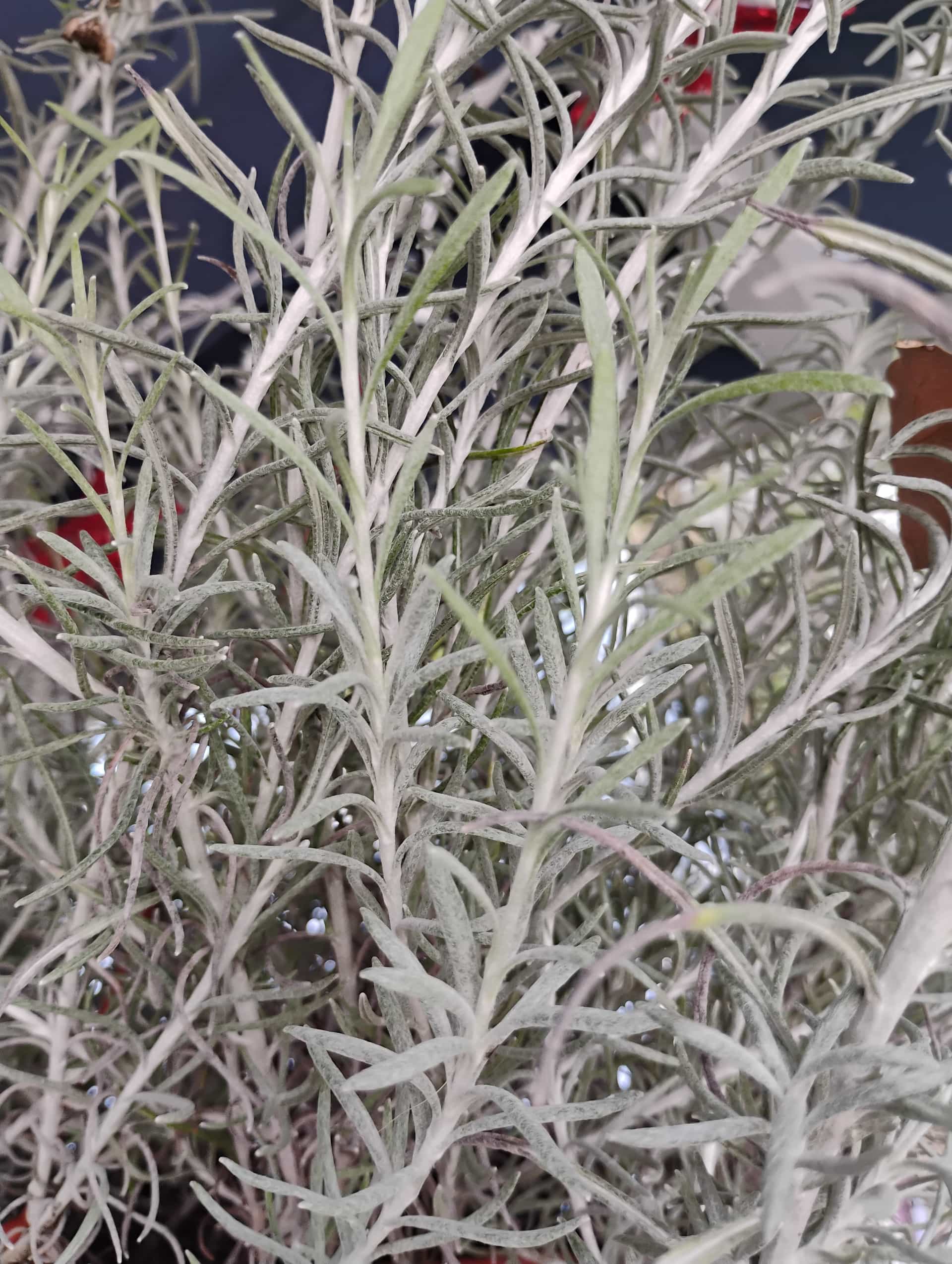 Licorice Plant (Helichrysum petiolare), Perennial