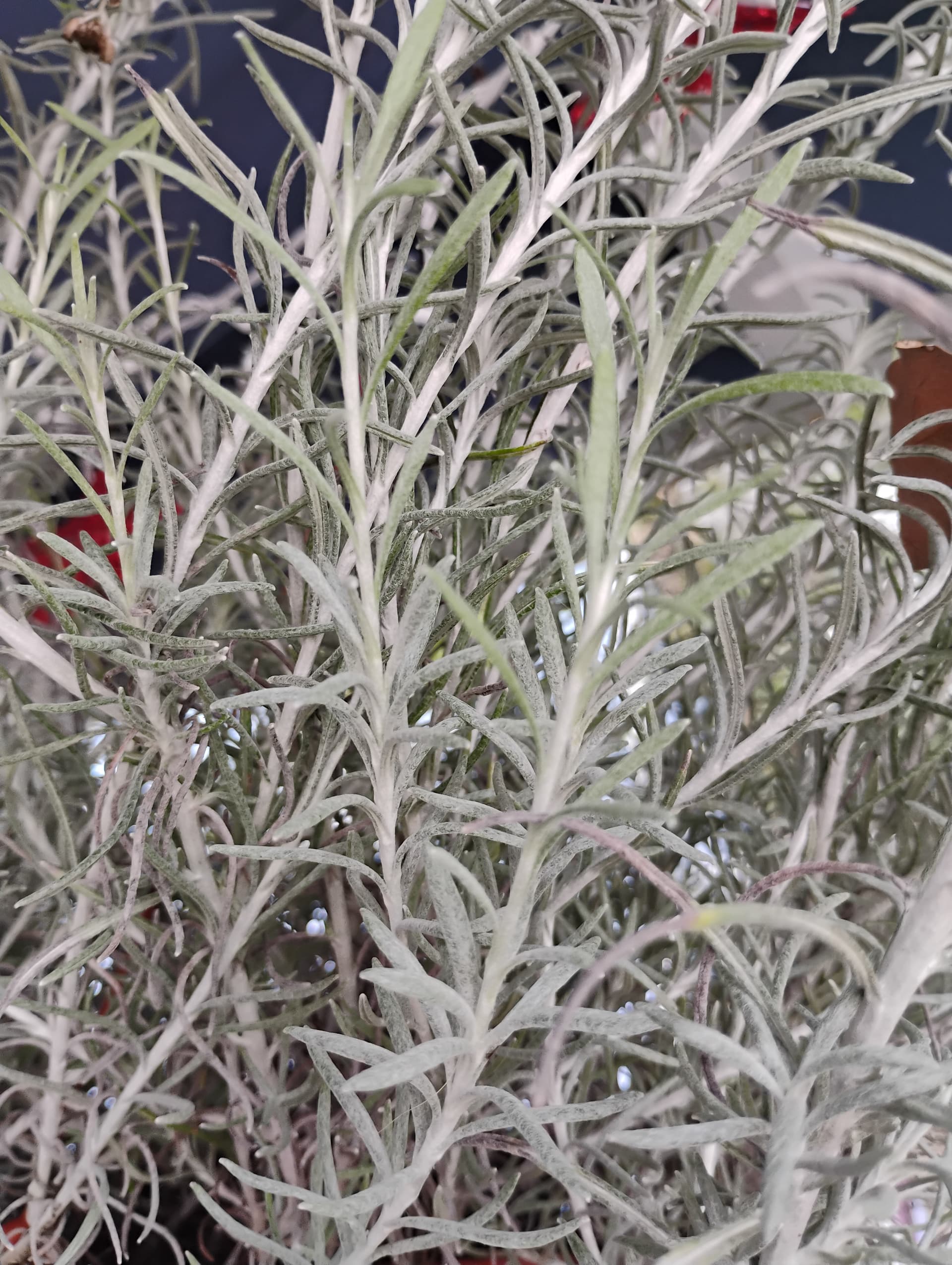 Licorice Plant