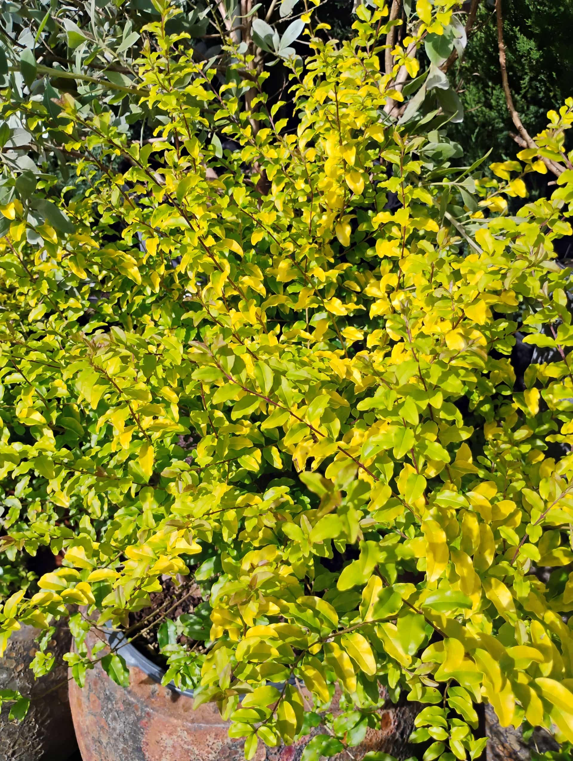 Ligustrum, Shrub