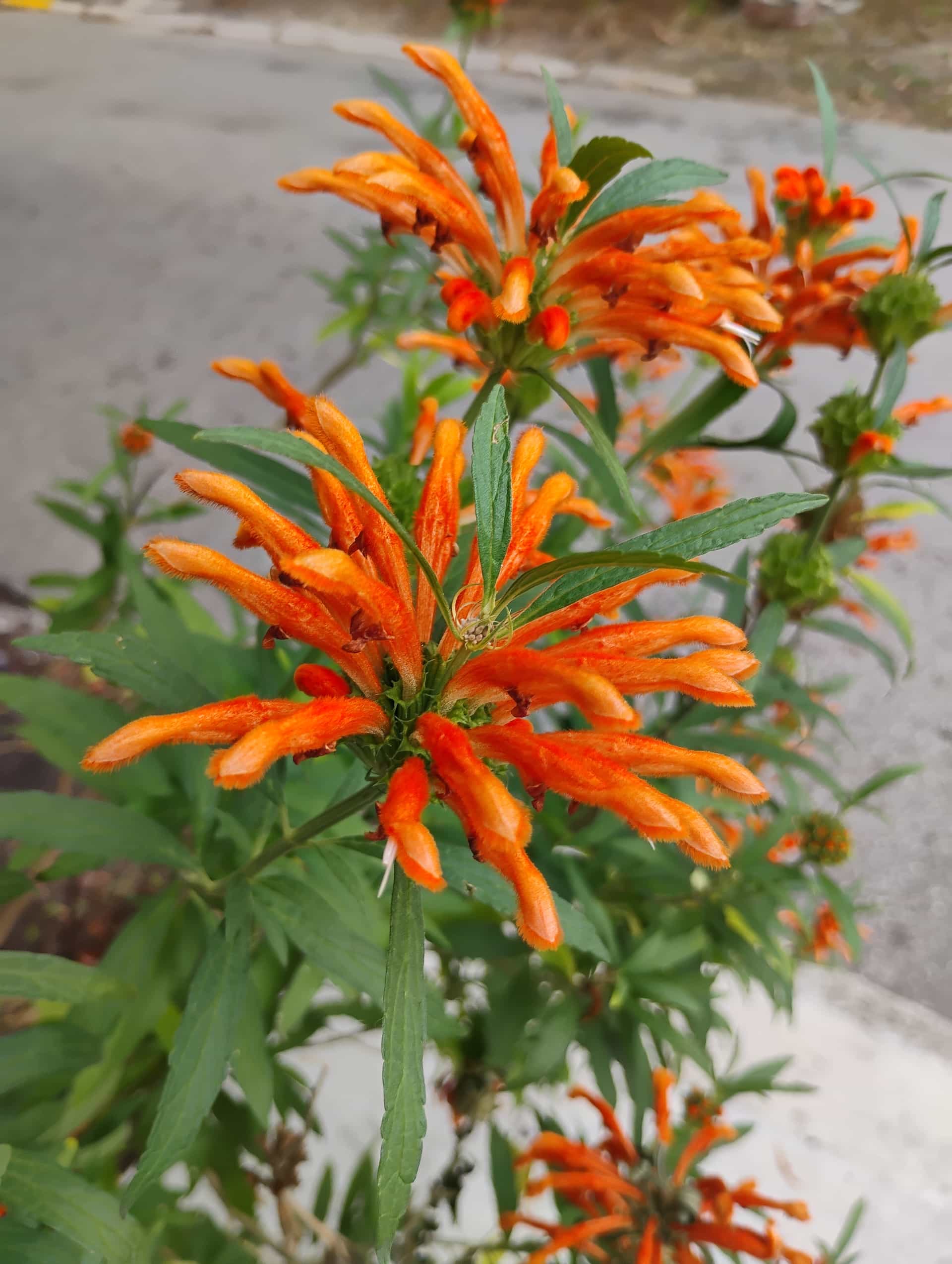 Lion's Tail (Leonotis leonurus), Perennial