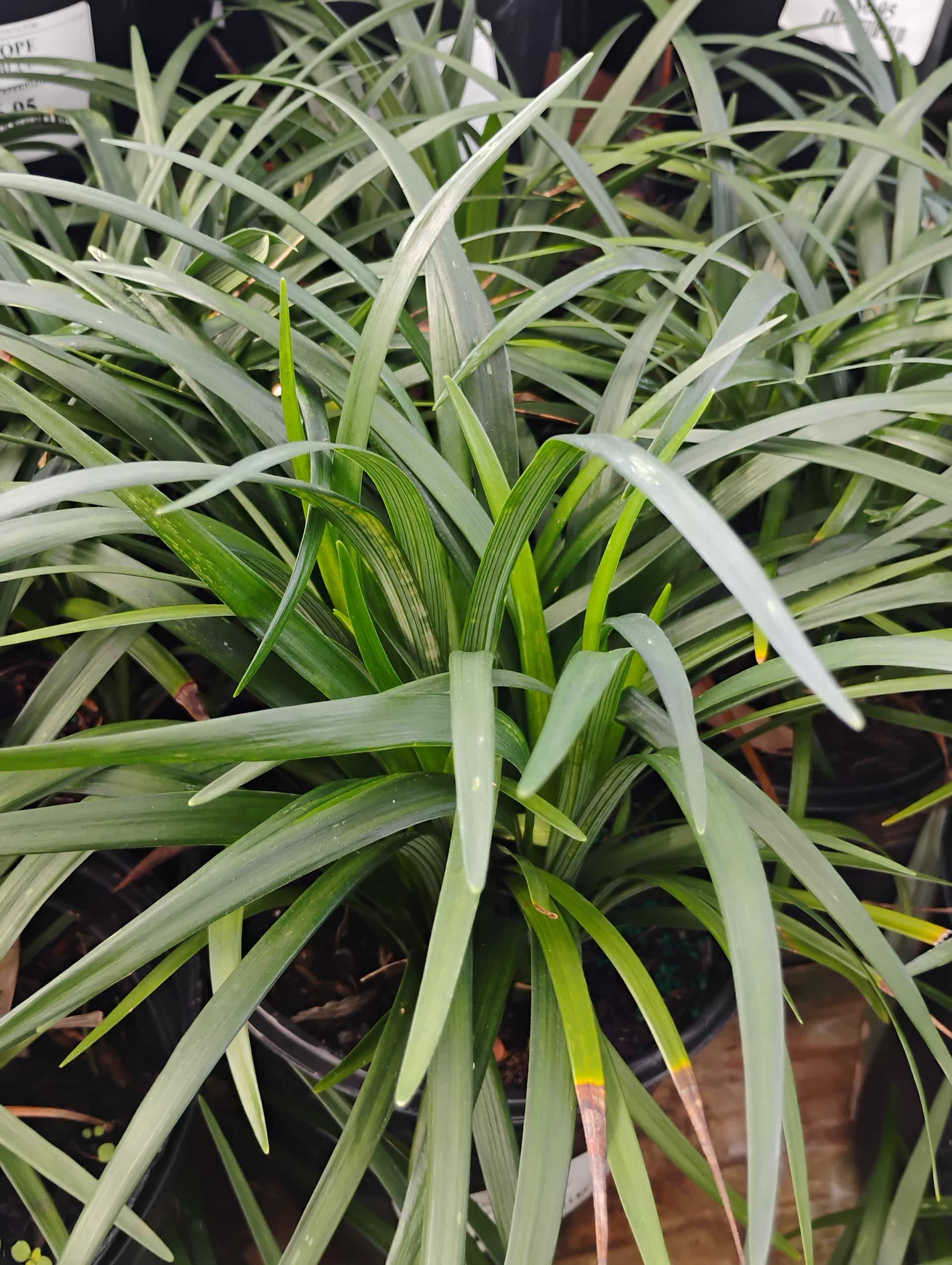 Liriope (Liriope muscari), Groundcover