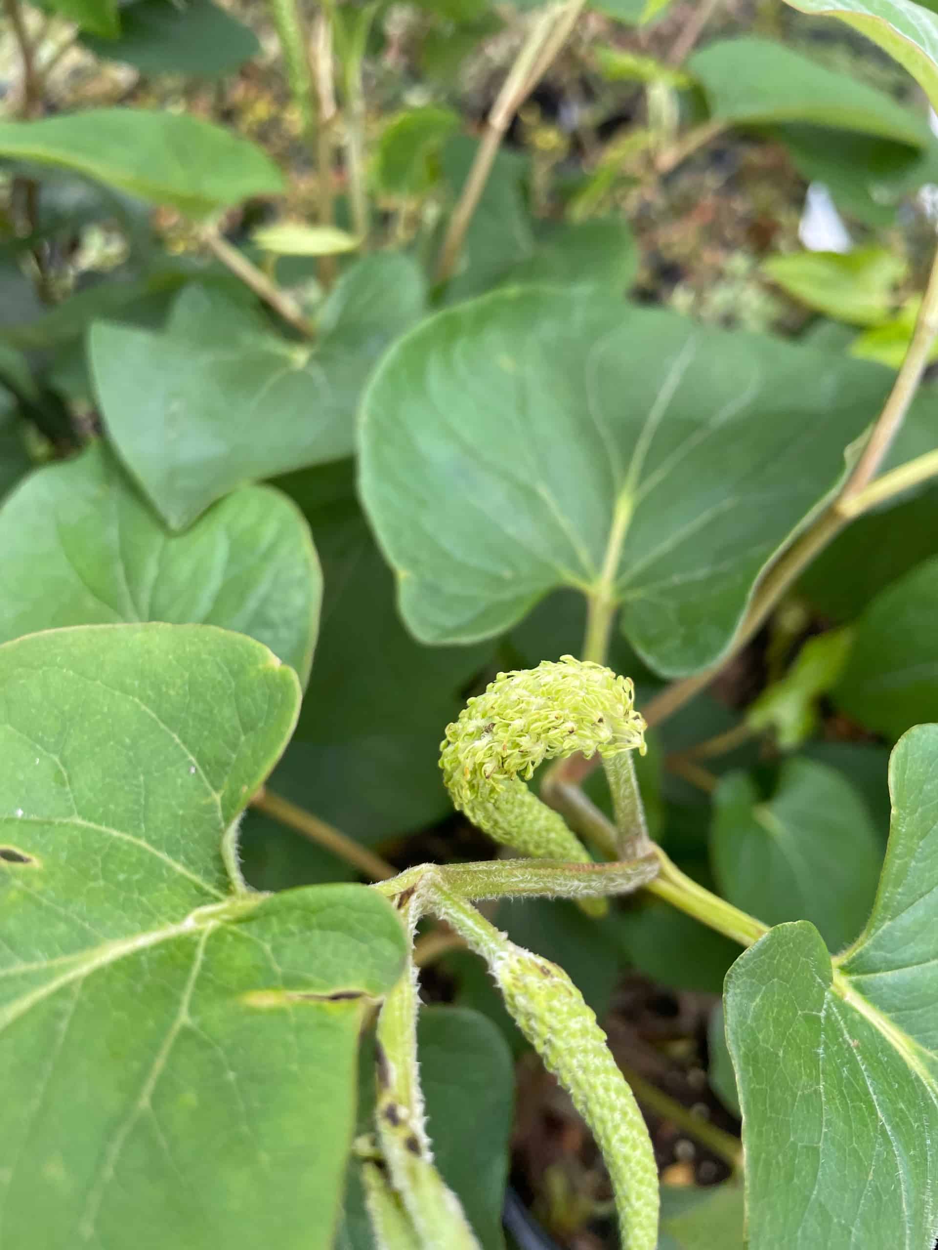 Lizard's Tail (Saururus cernuus), Perennial