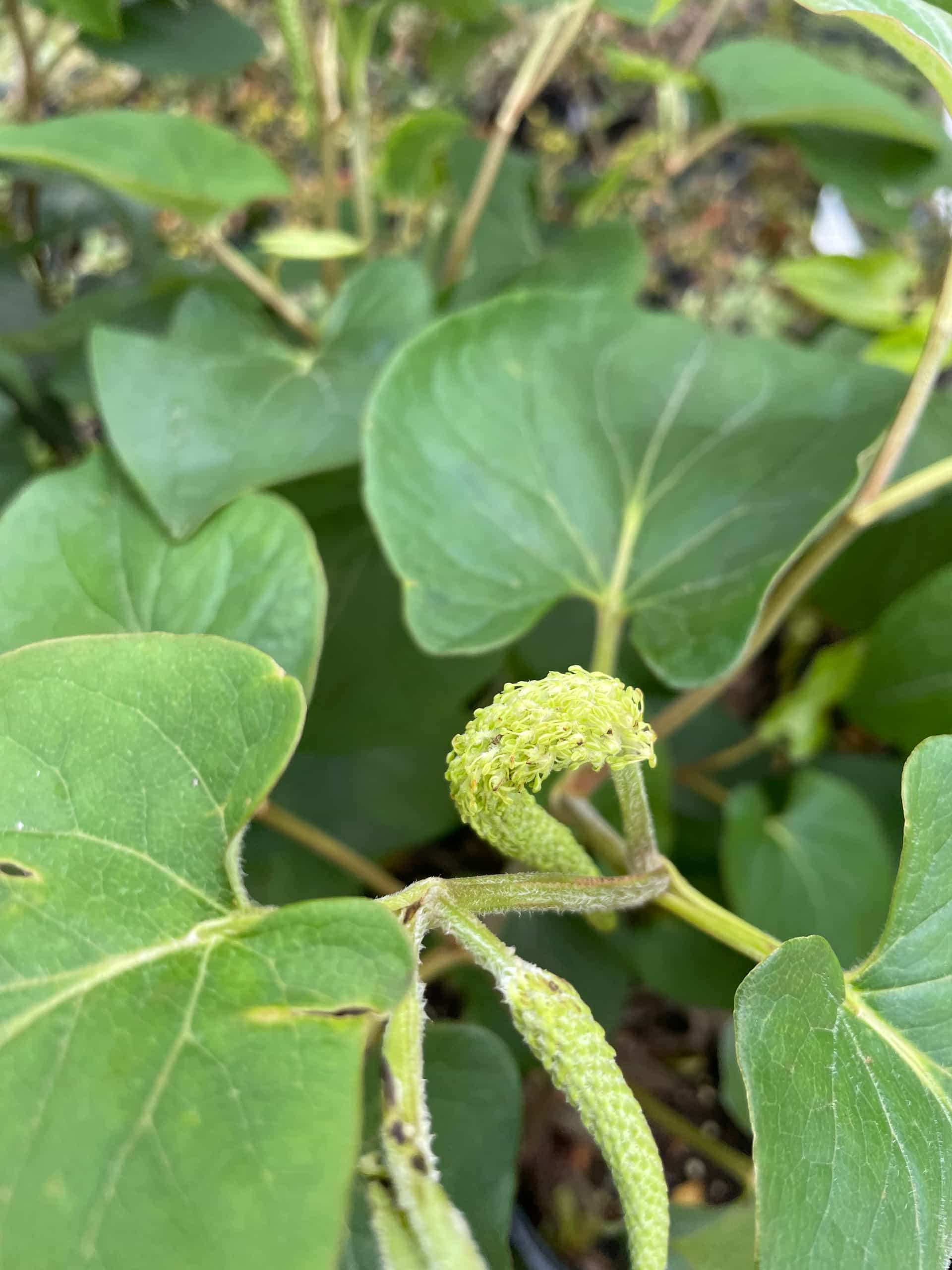 Lizard's Tail (Saururus cernuus), Perennial