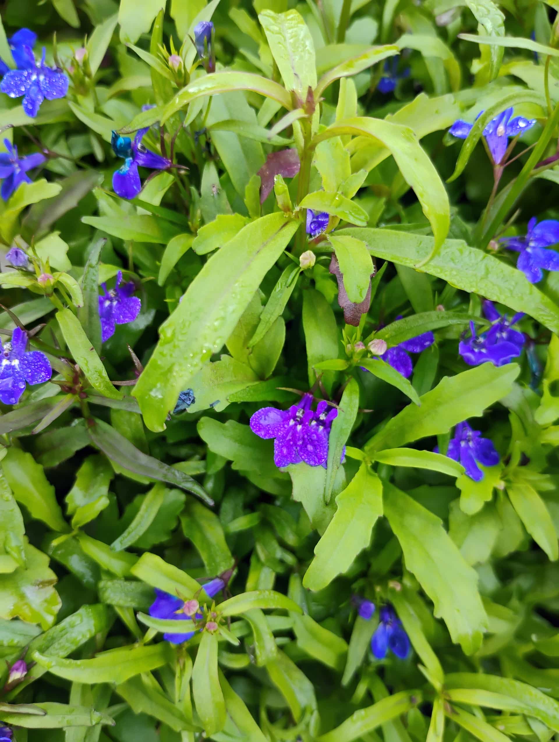 Edging Lobelia (Lobelia erinus), Annual