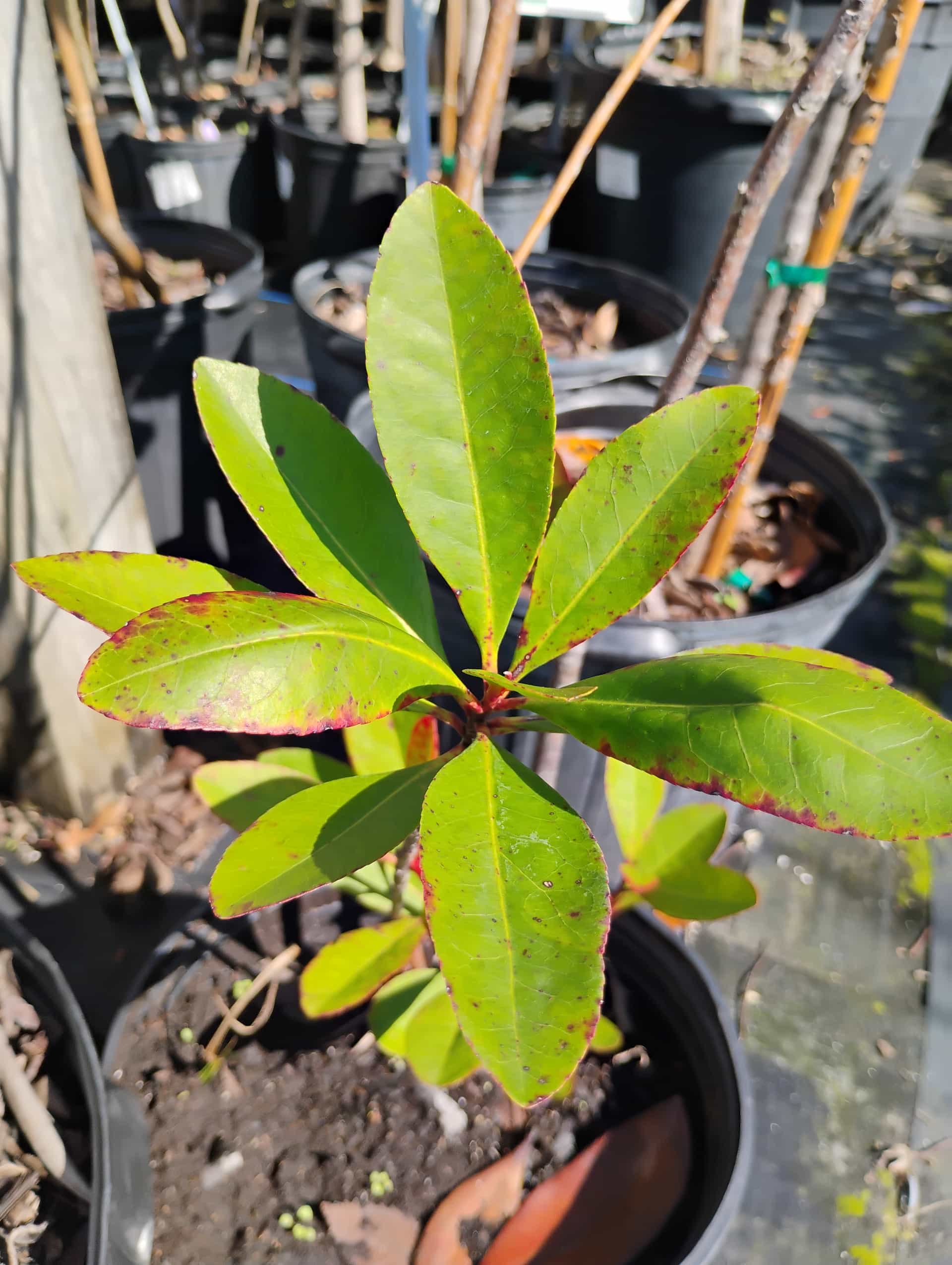 Loblolly Bay (Gordonia lasianthus), Tree