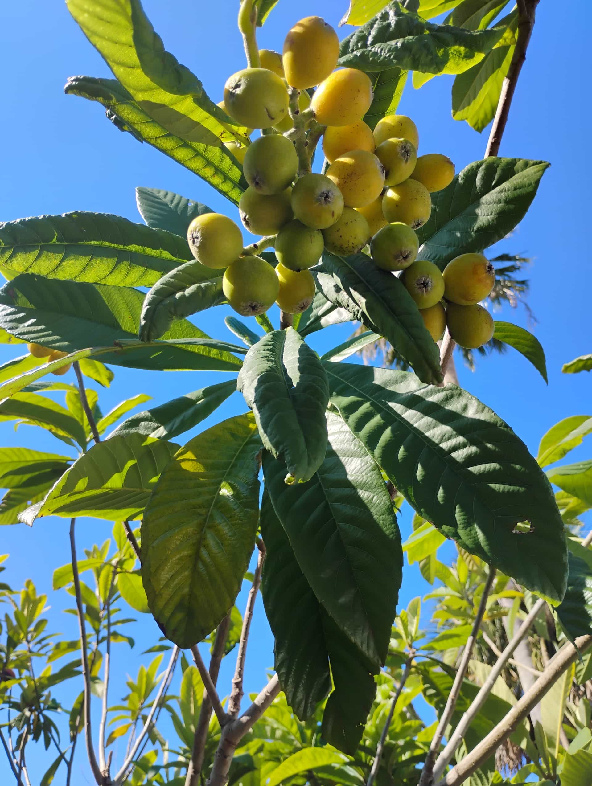 Loquat (Eriobotrya japonica), Fruit Tree