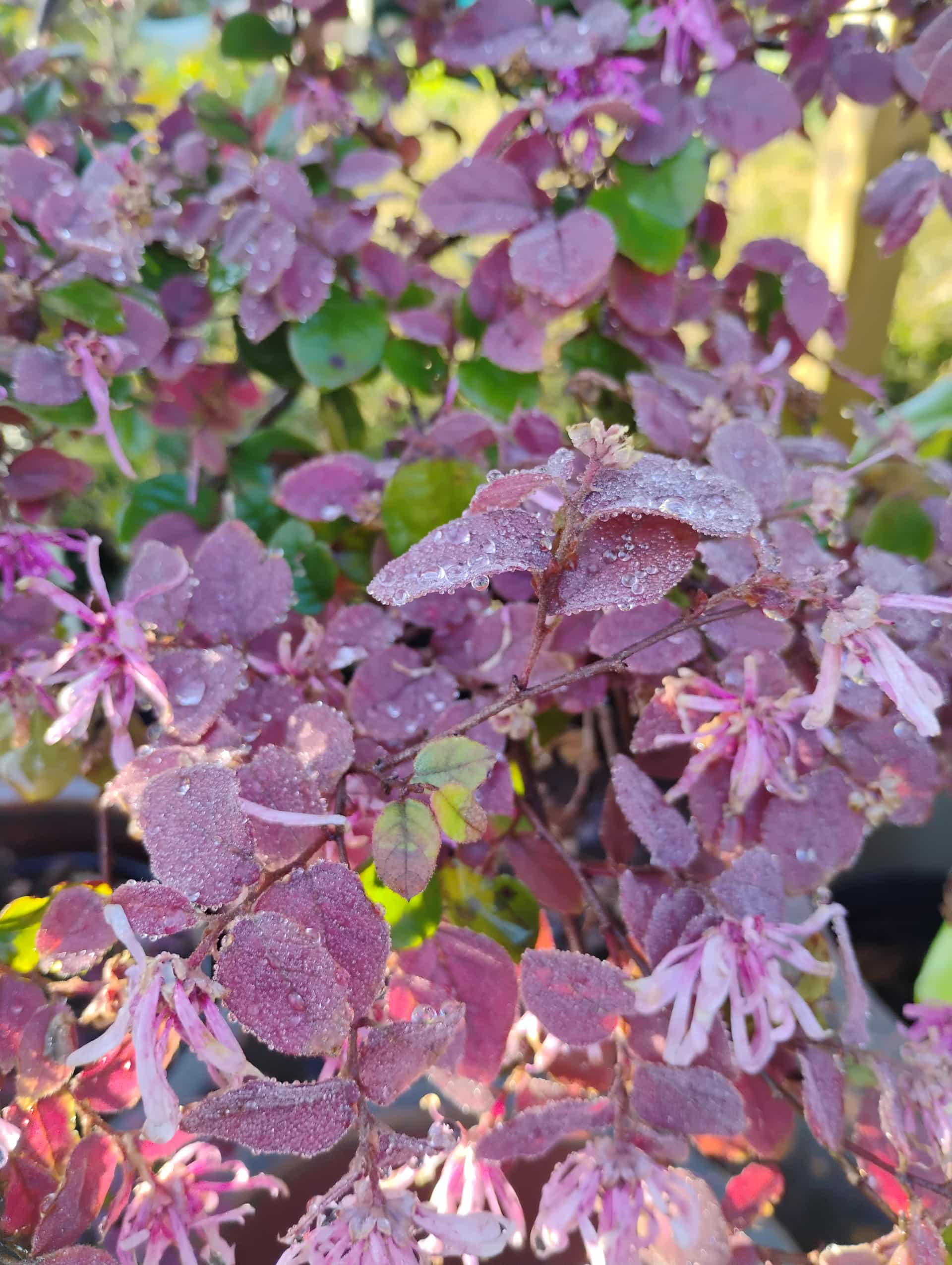 Loropetalum (Loropetalum chinense), Shrub