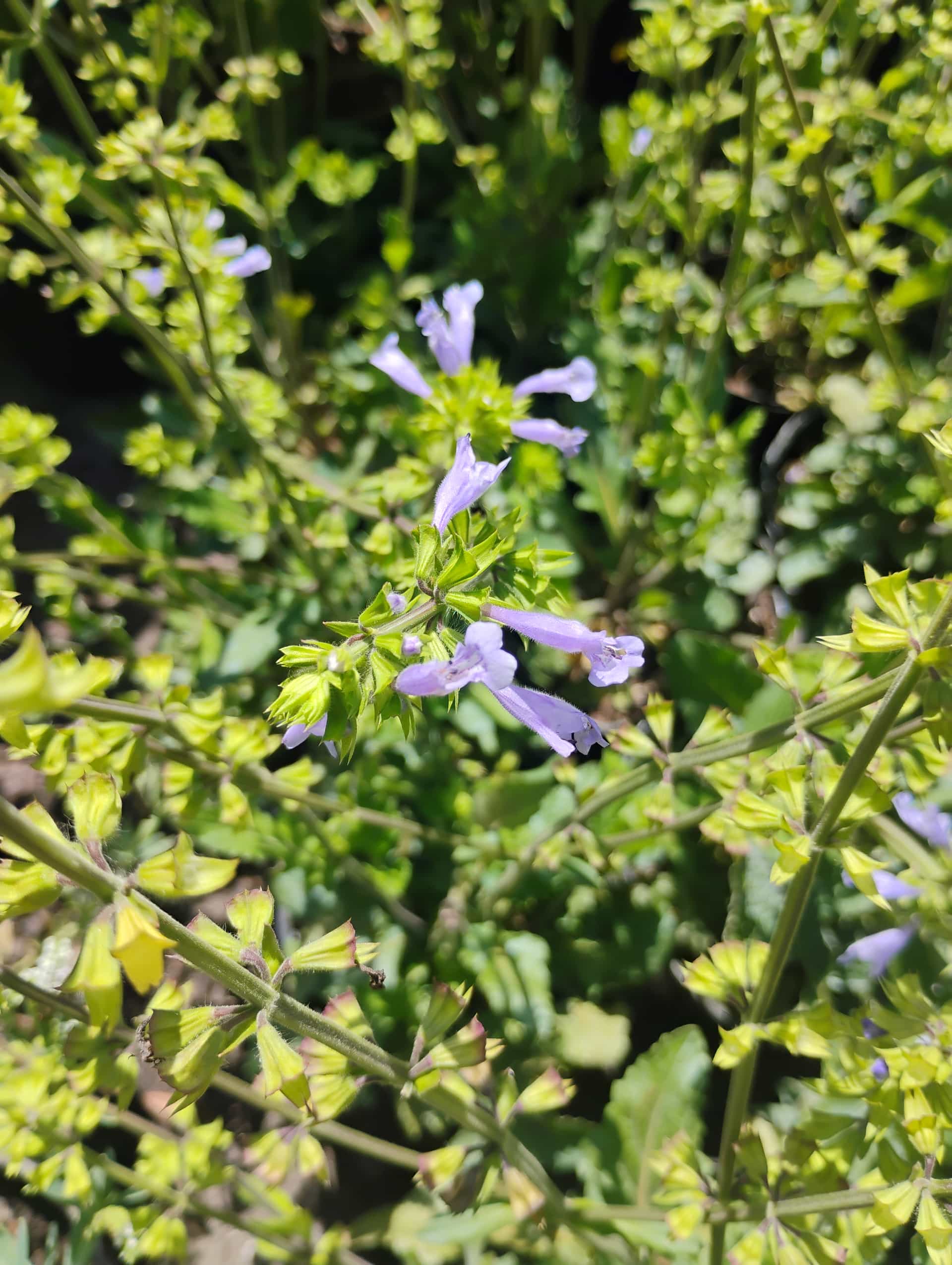 Lyreleaf Salvia (Salvia lyrata), Perennial