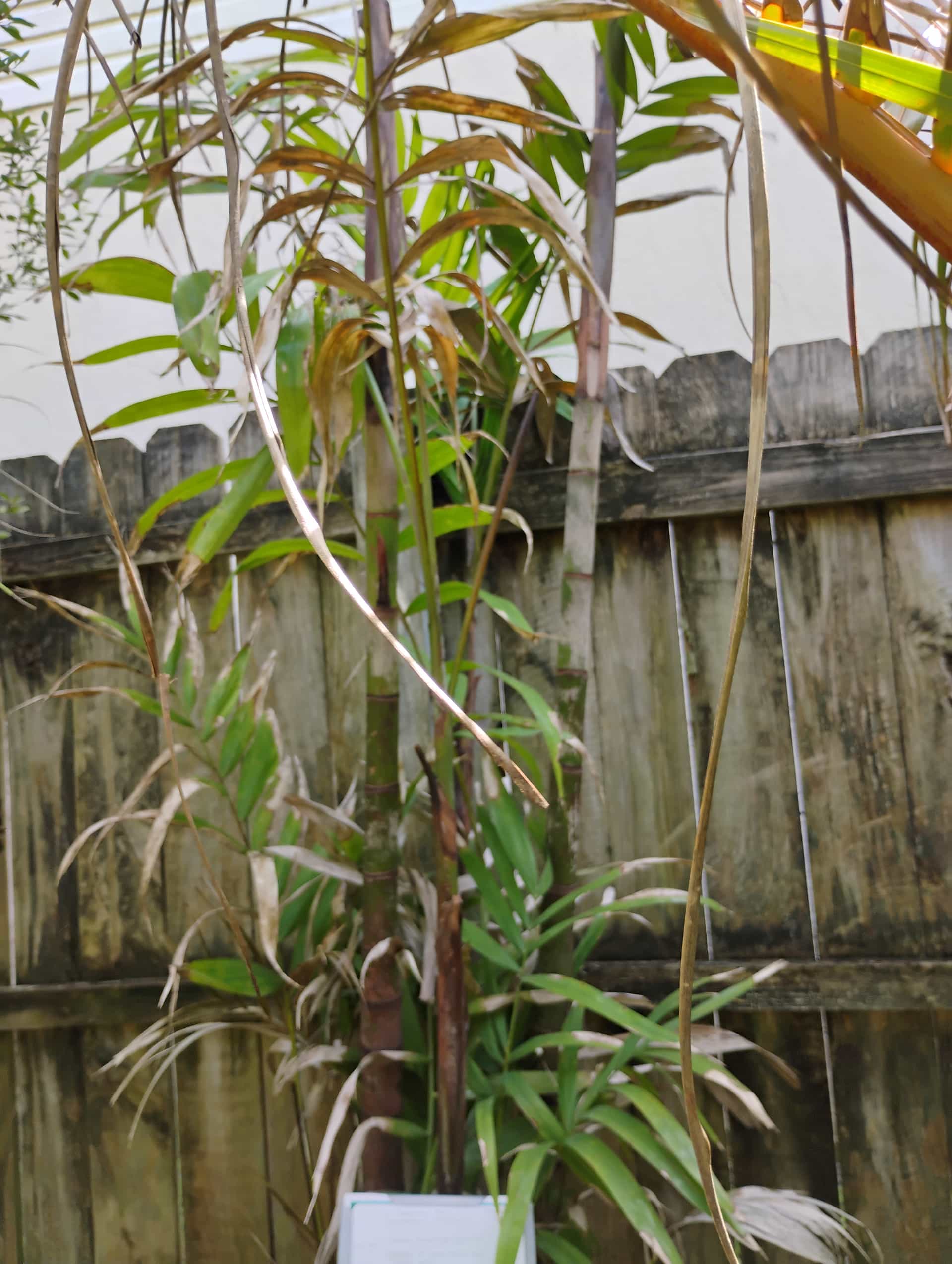 Macarthur Palm (Ptychosperma macarthurii), Palm