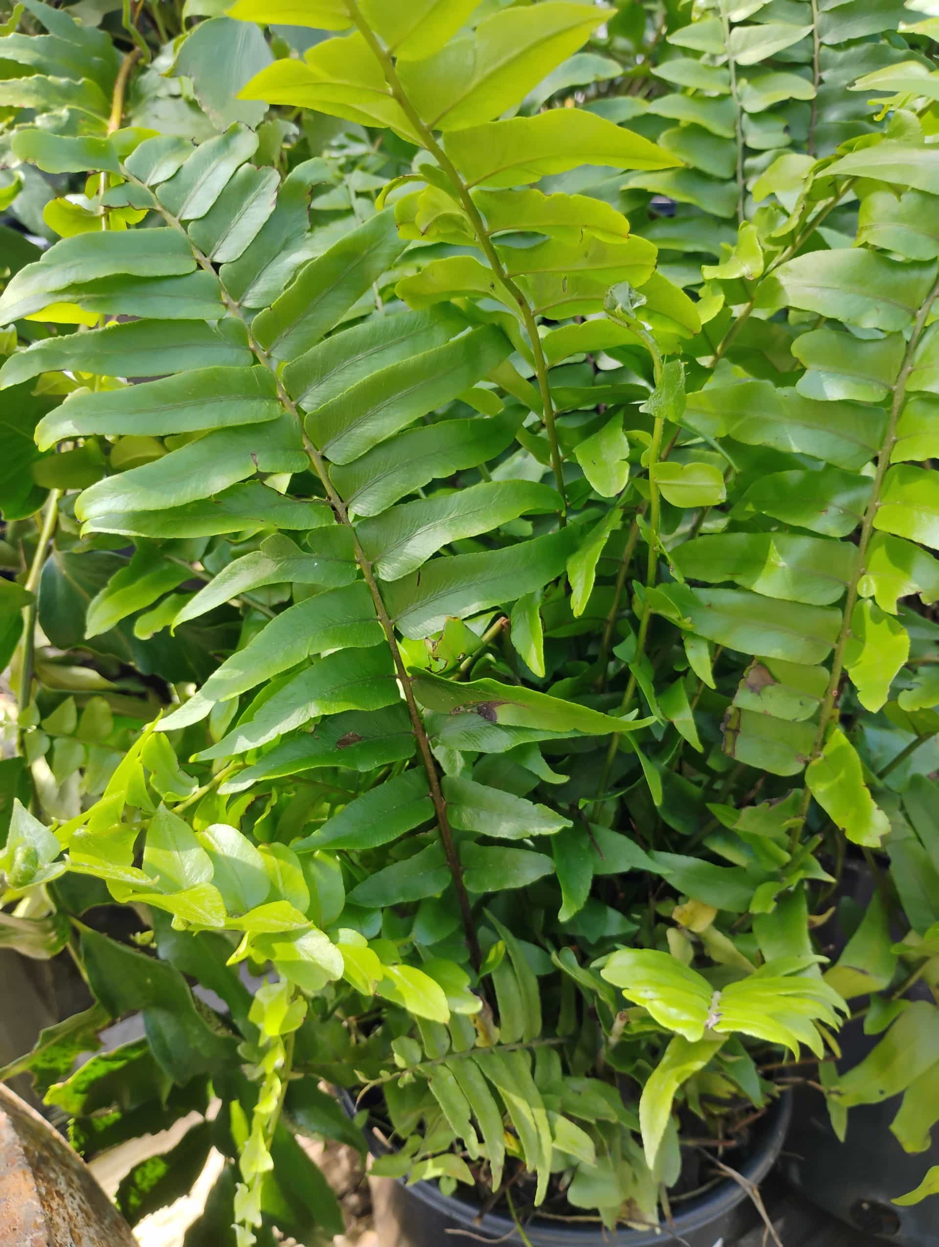 Macho Fern (Nephrolepis biserrata), Fern