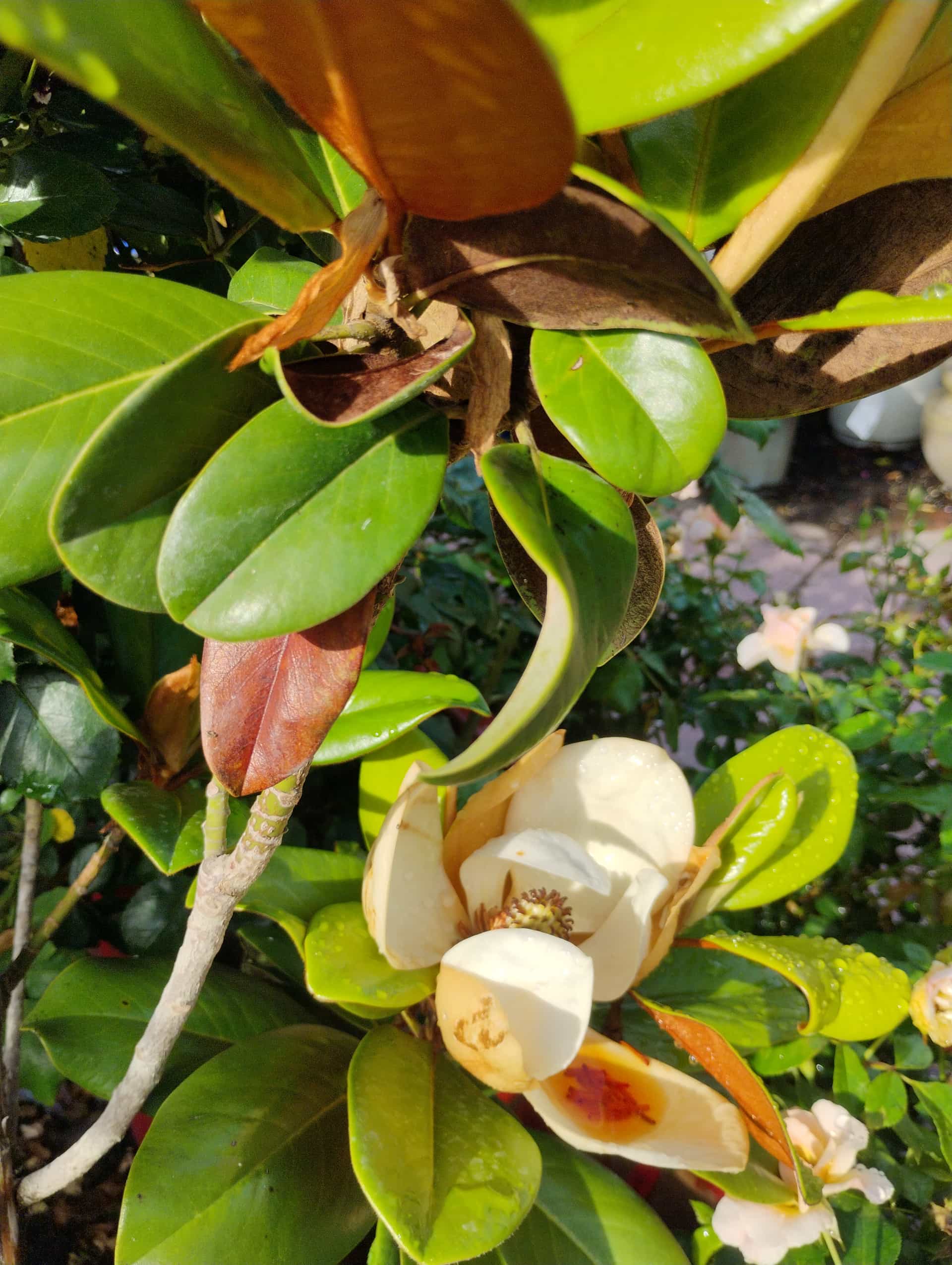Magnolia, Tree