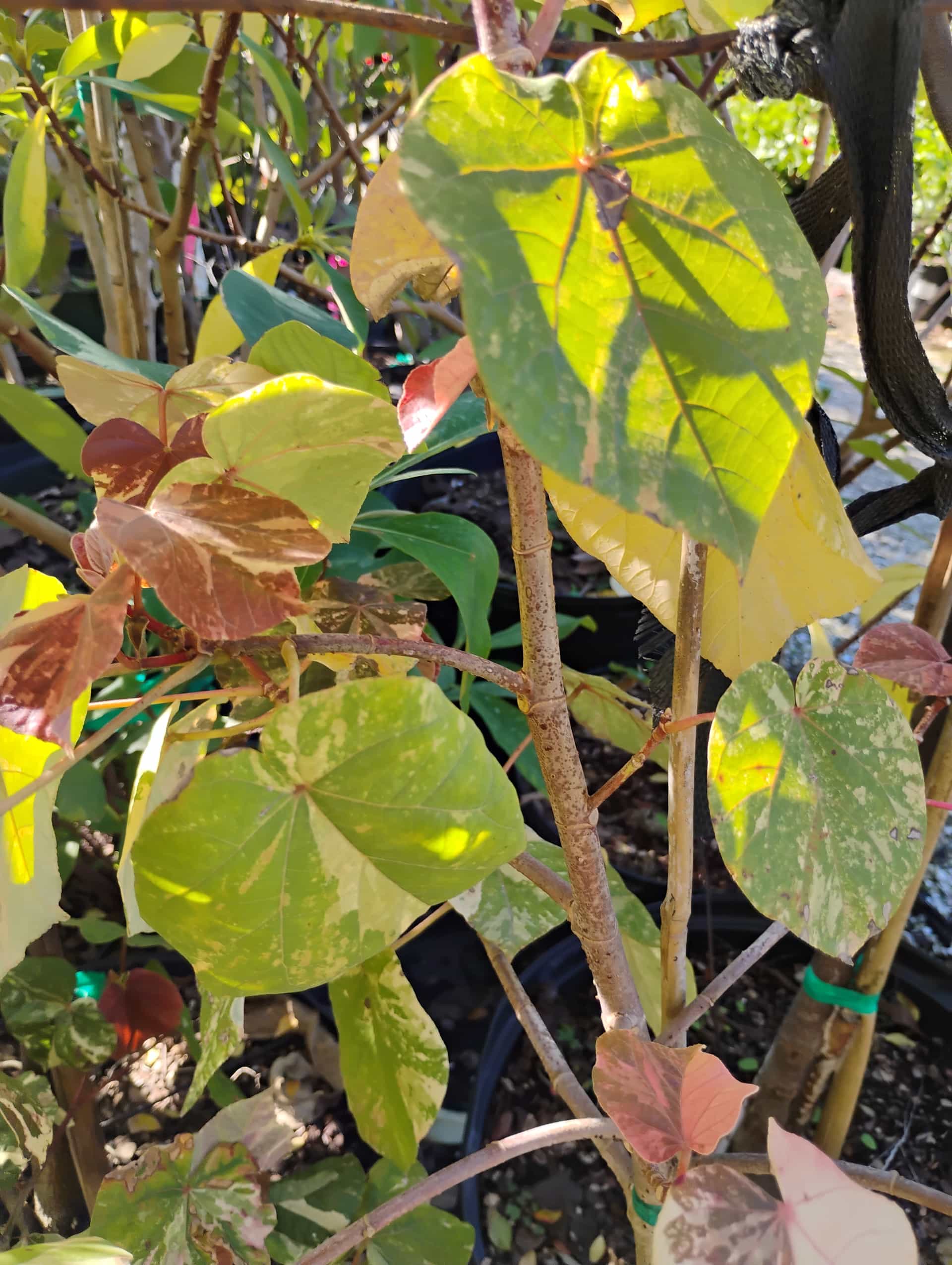 Sea Hibiscus (Hibiscus tiliaceus), Tree