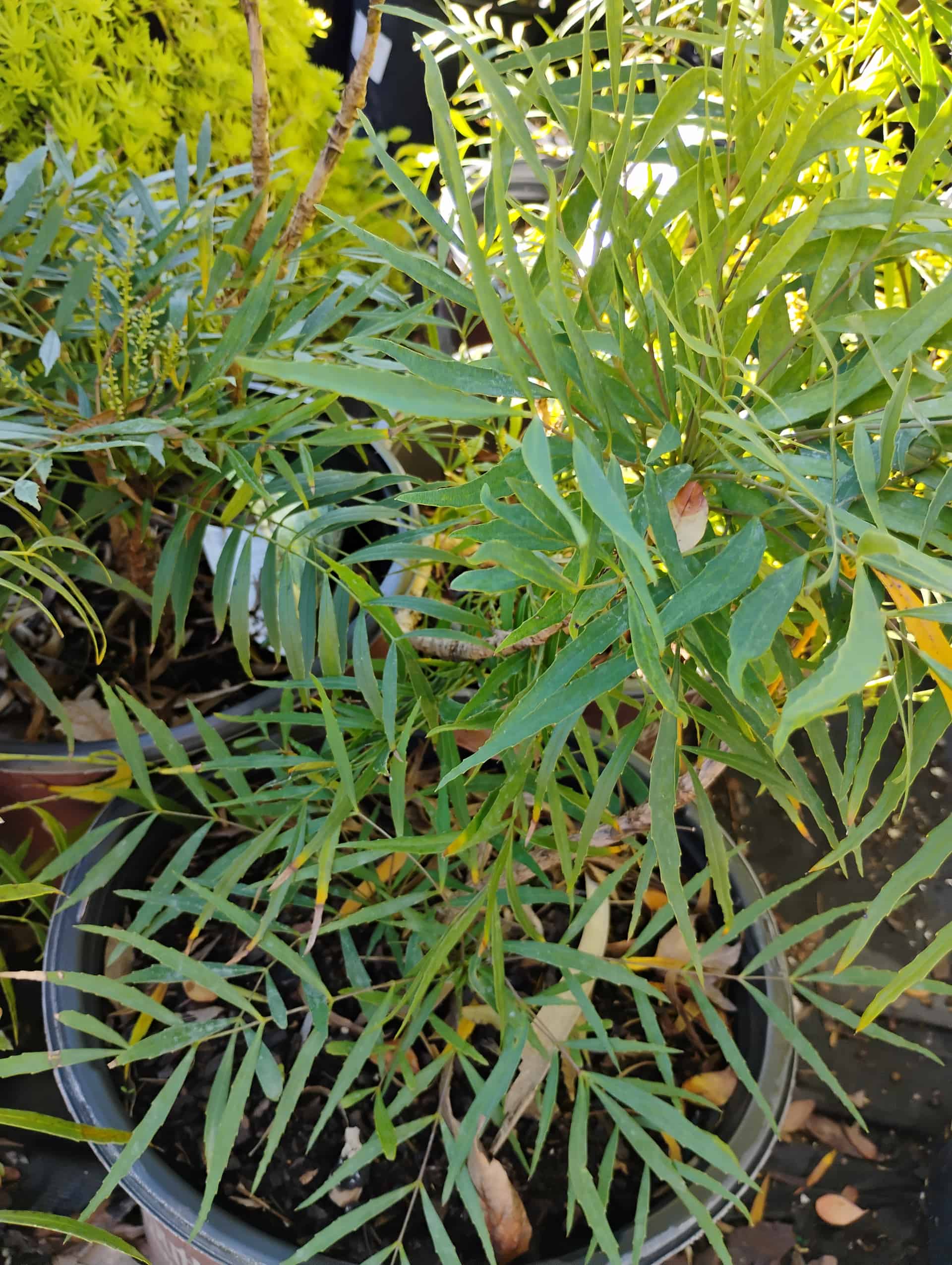 Oregon Grape Holly