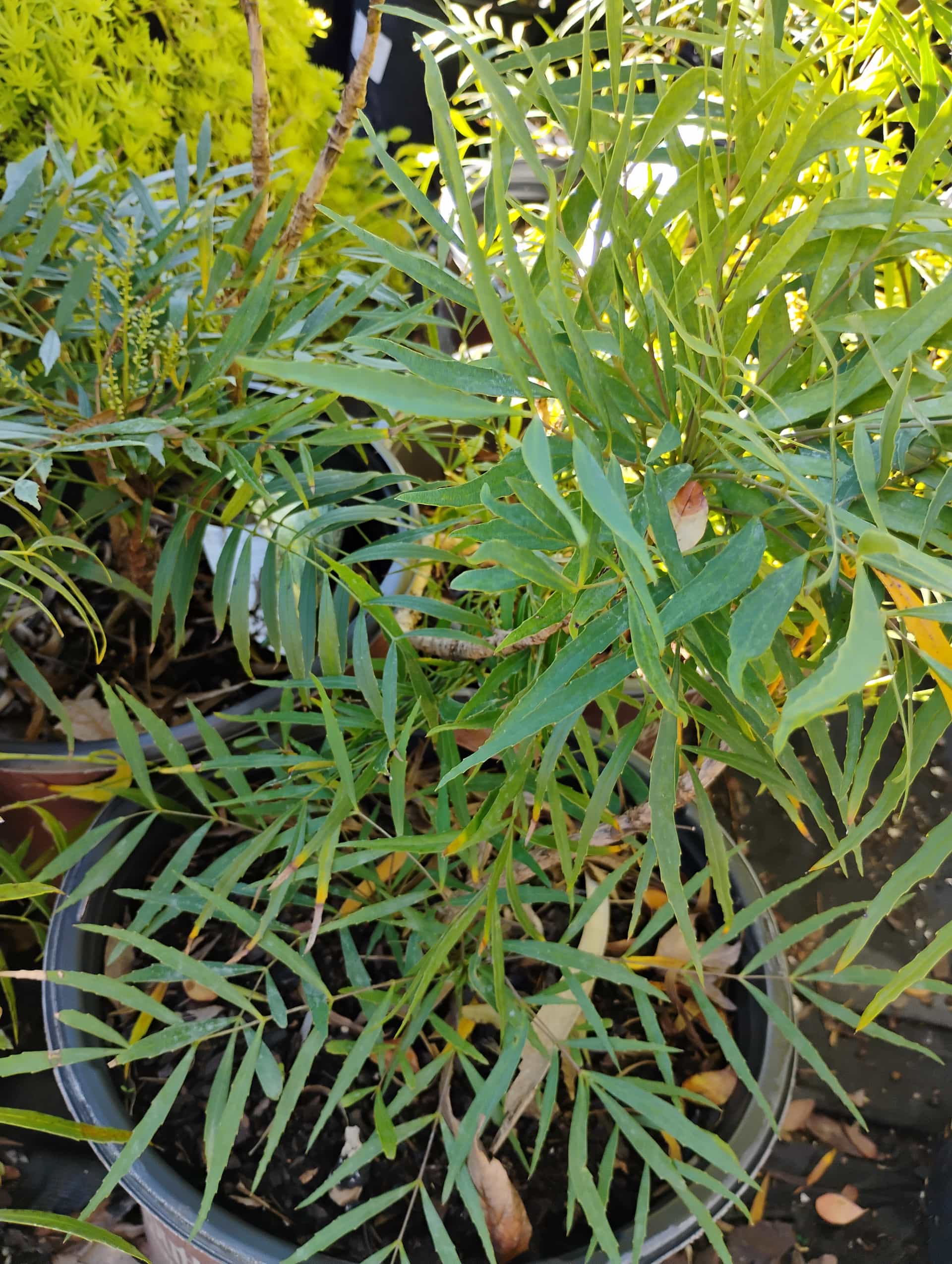 Oregon Grape Holly (Mahonia aquifolium), Shrub