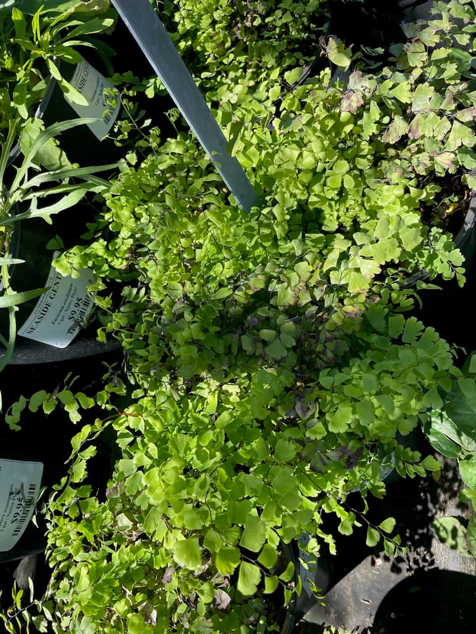 Maidenhair Fern (Adiantum capillus-veneris), Fern