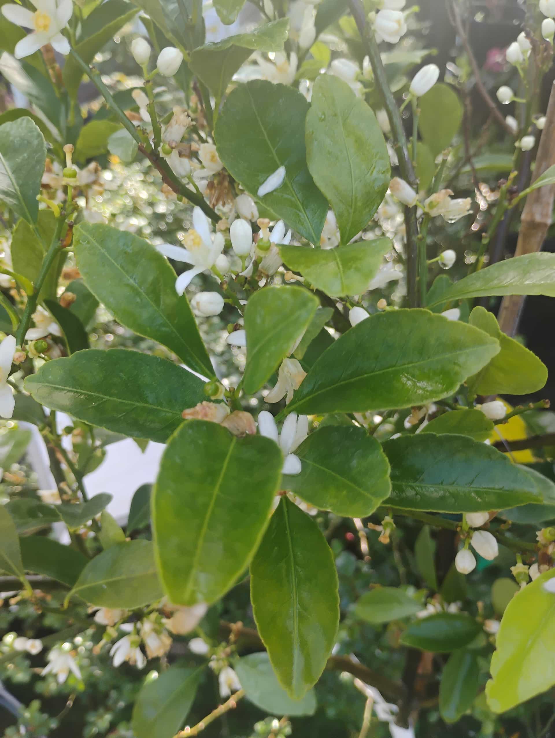 Mandarin (Citrus reticulata), Fruit Tree