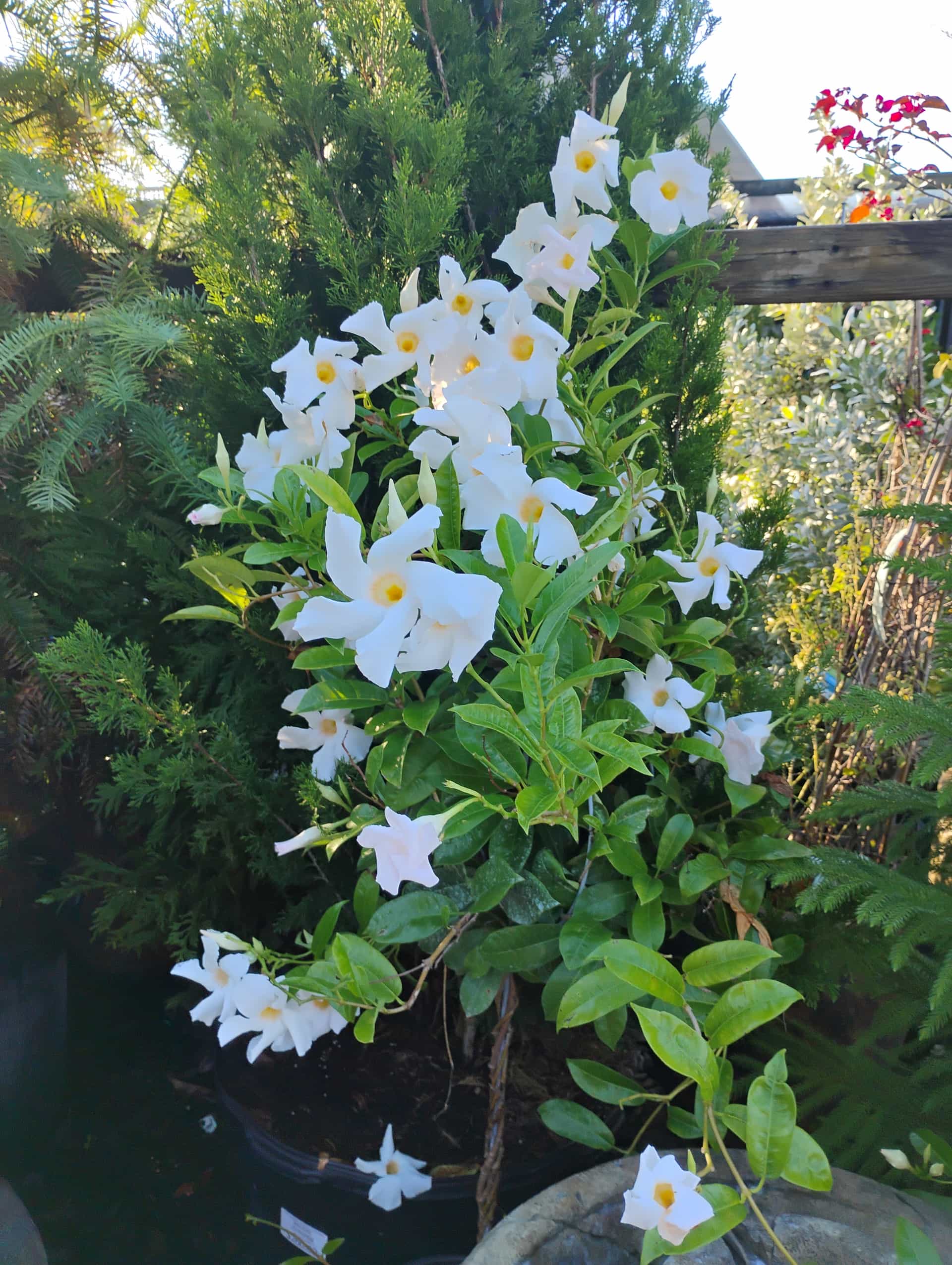 Mandevilla (Mandevilla sanderi), Vine