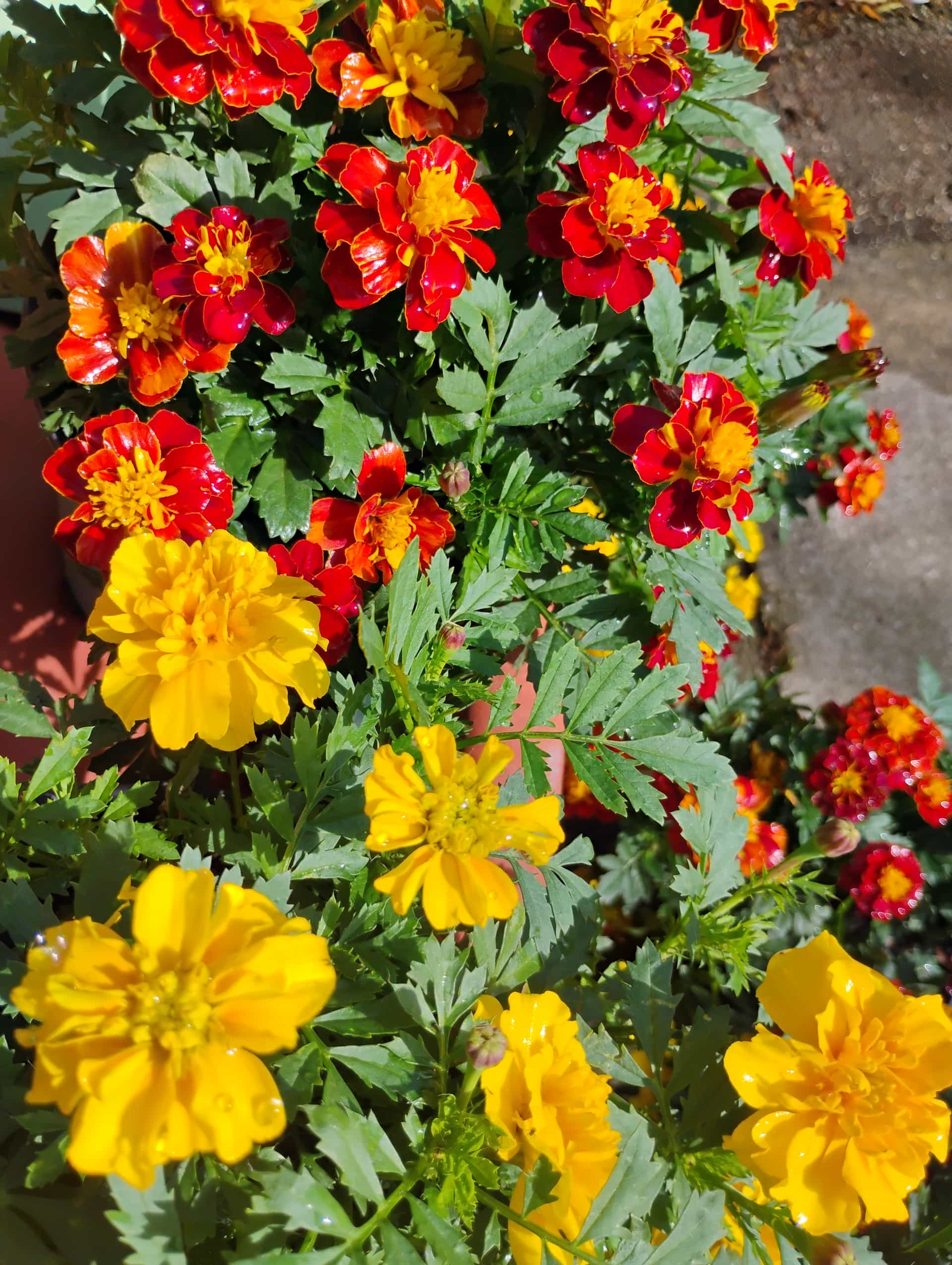 Marigold (Tagetes), Annual