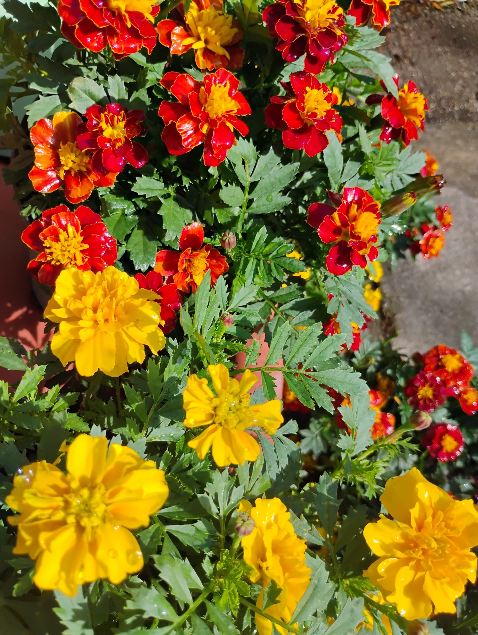 Marigold