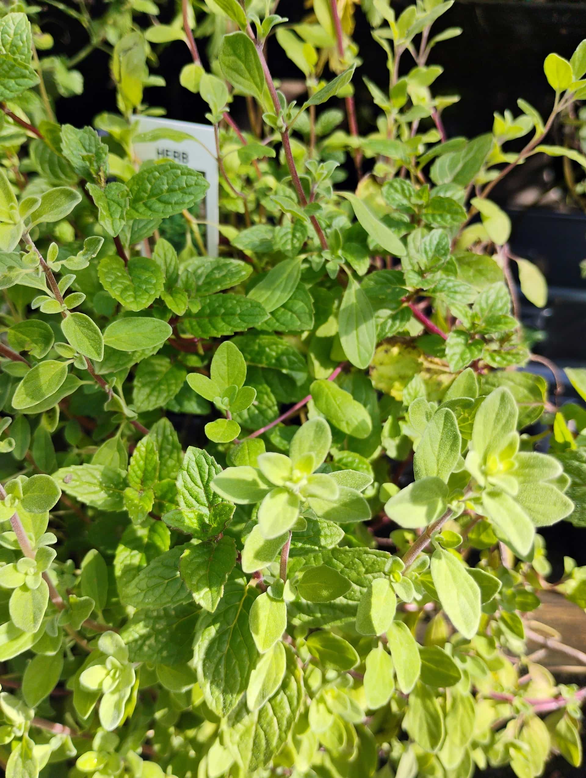 Marjoram (Origanum majorana), Herb