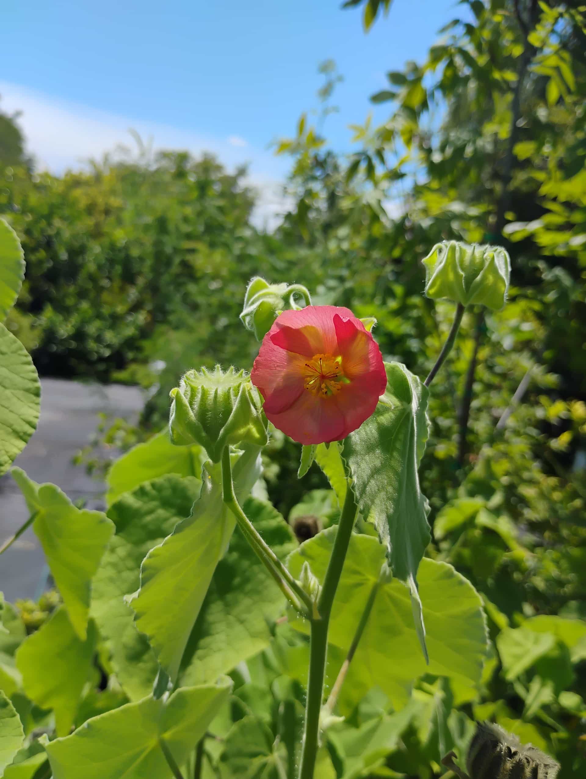Common Mallow (Malva sylvestris), Perennial