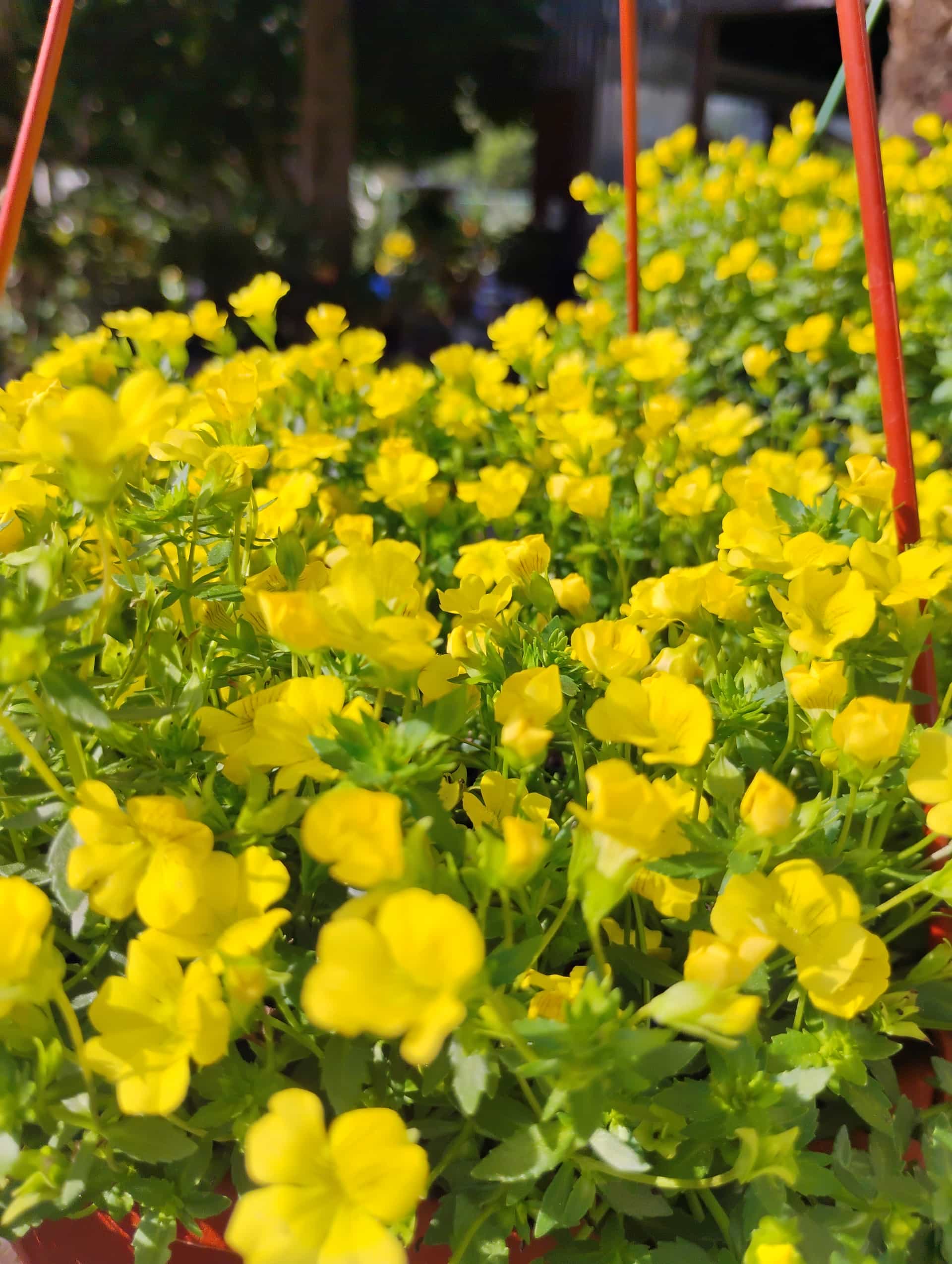 Mecardonia, Groundcover