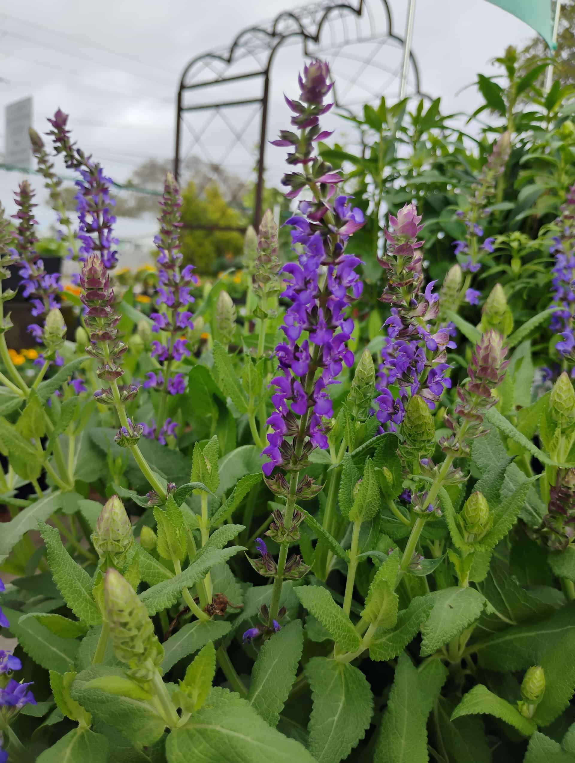 Mexican Bush Sage (Salvia leucantha), Perennial