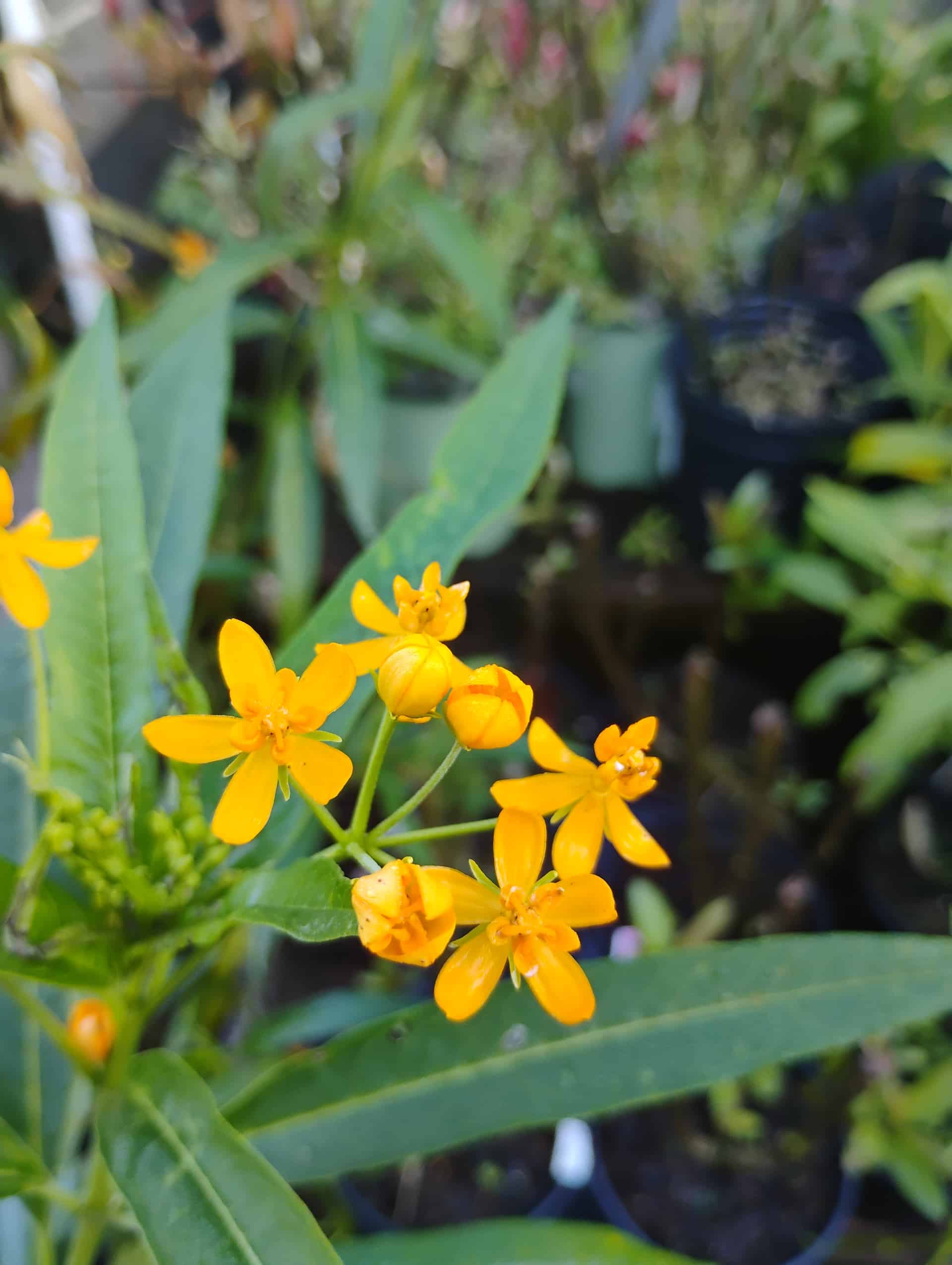 Butterfly Weed (Asclepias tuberosa), Perennial