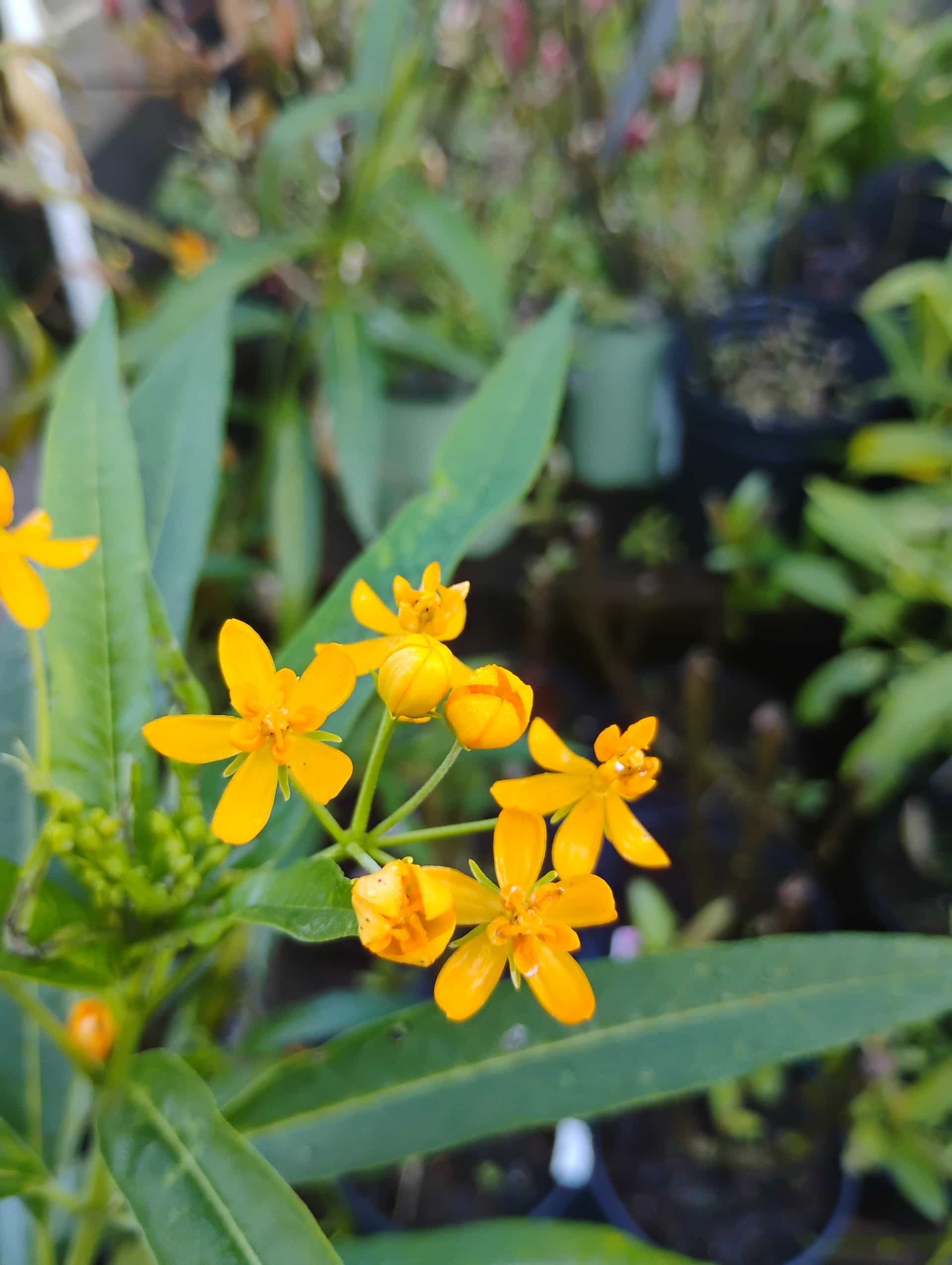 Butterfly Weed (Asclepias tuberosa), Perennial