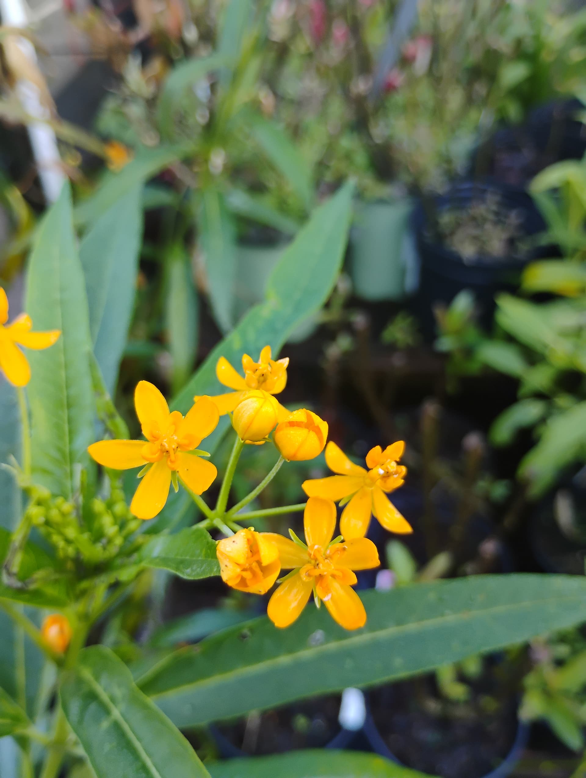 Butterfly Weed
