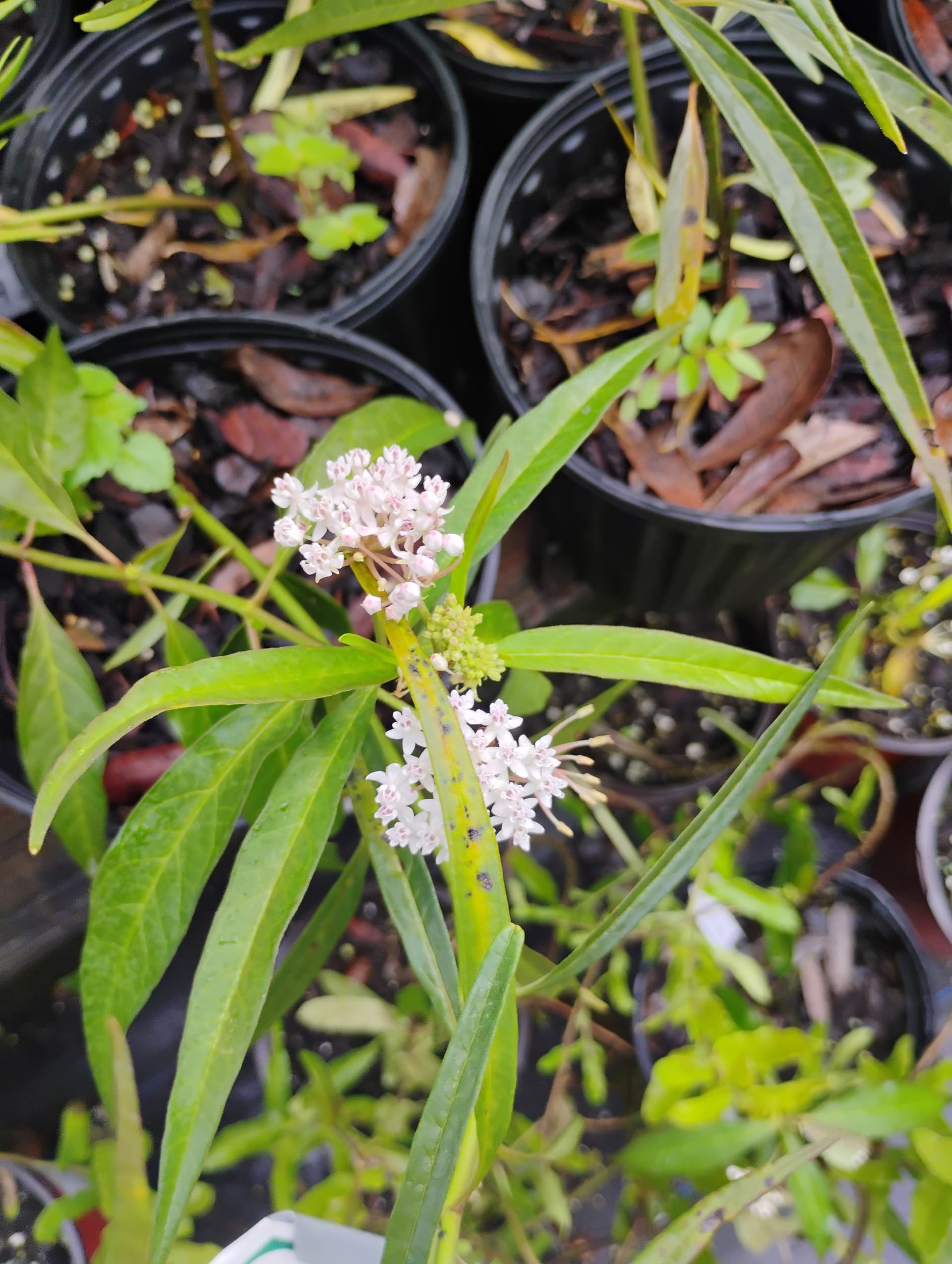 Milkweed - Pollinator-Friendly Plants